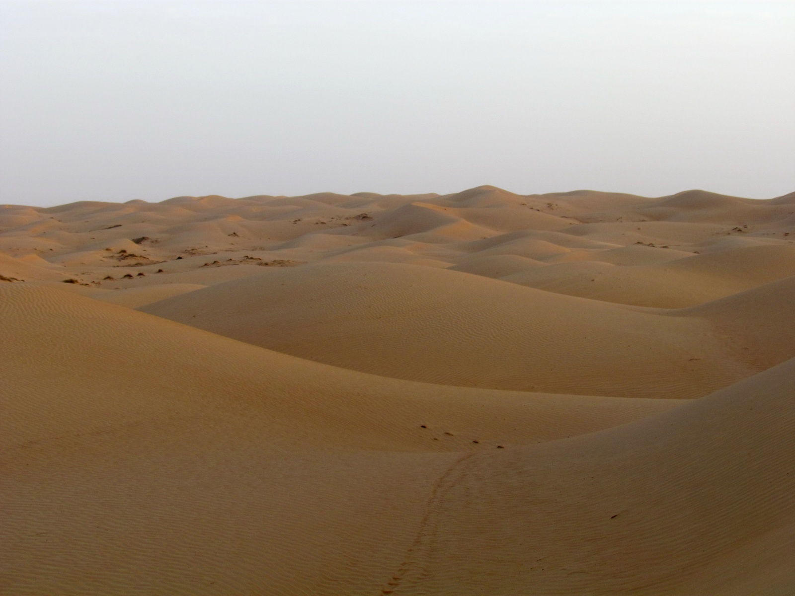 Wahiba Sands desert