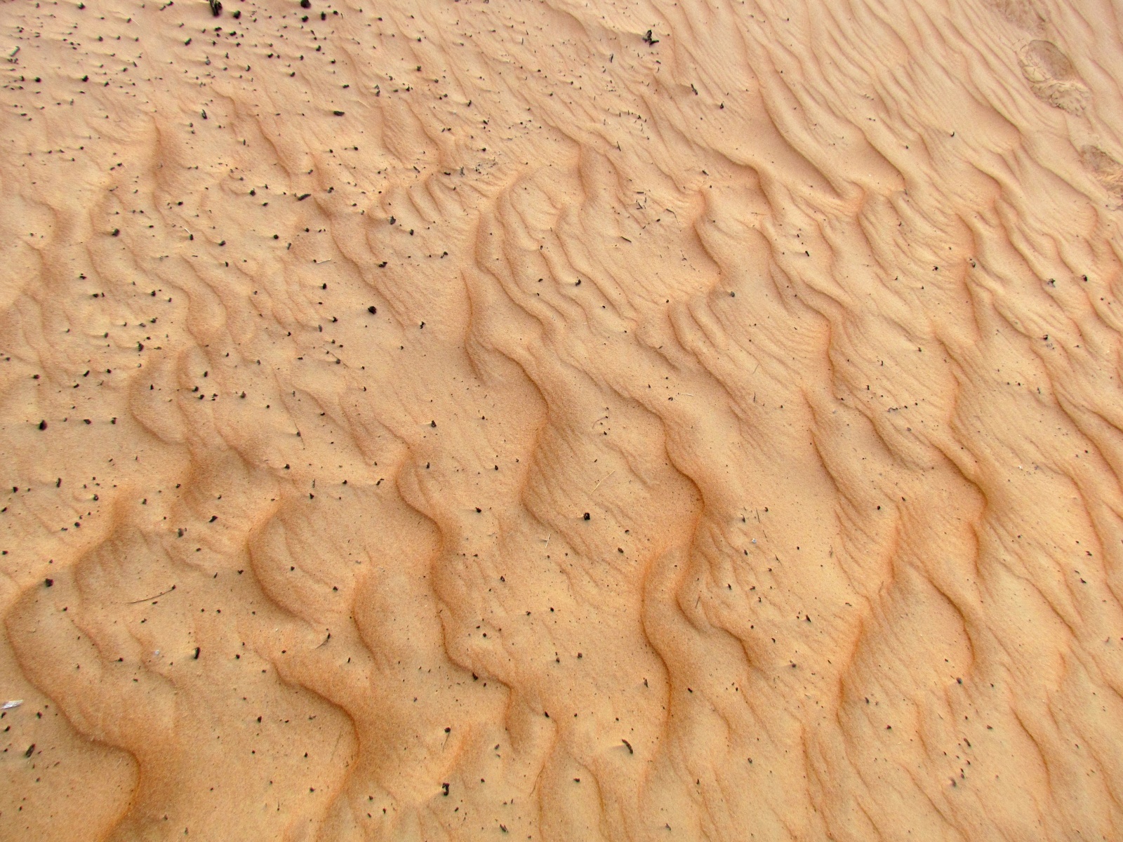 Wahiba Sands desert