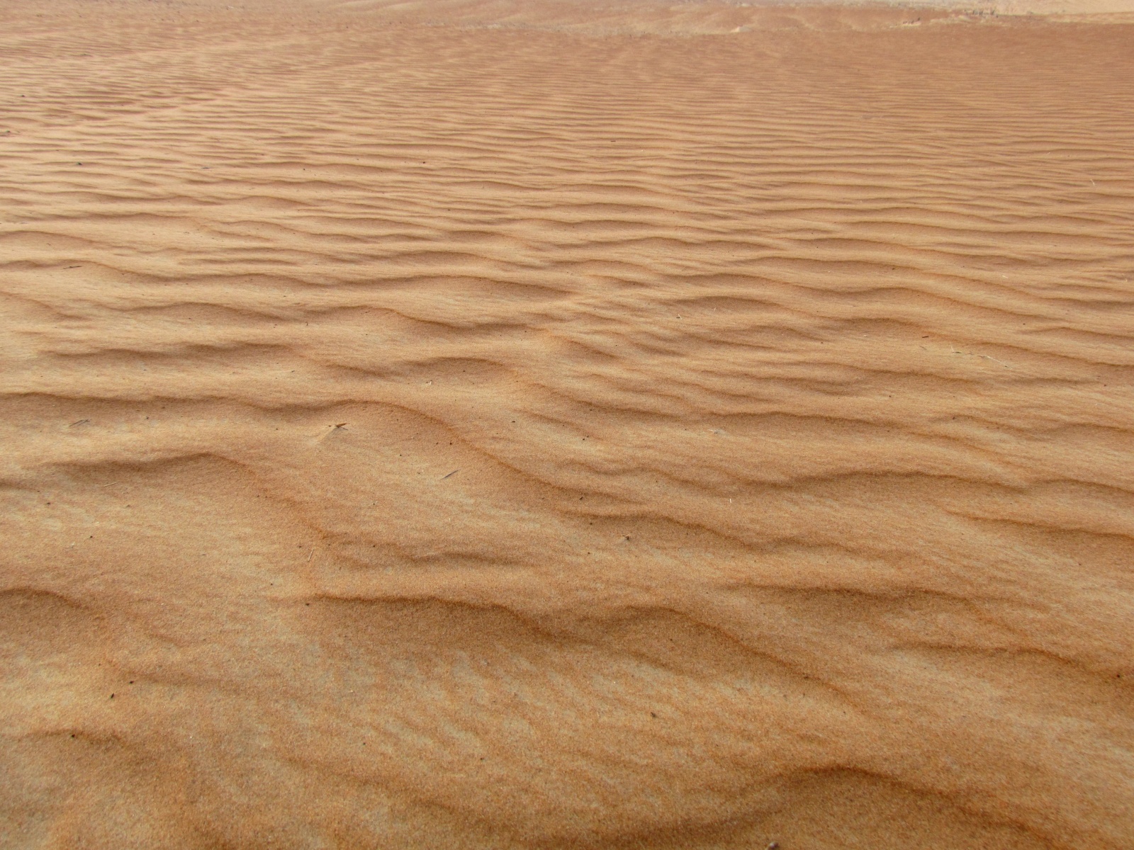 Wahiba Sands desert