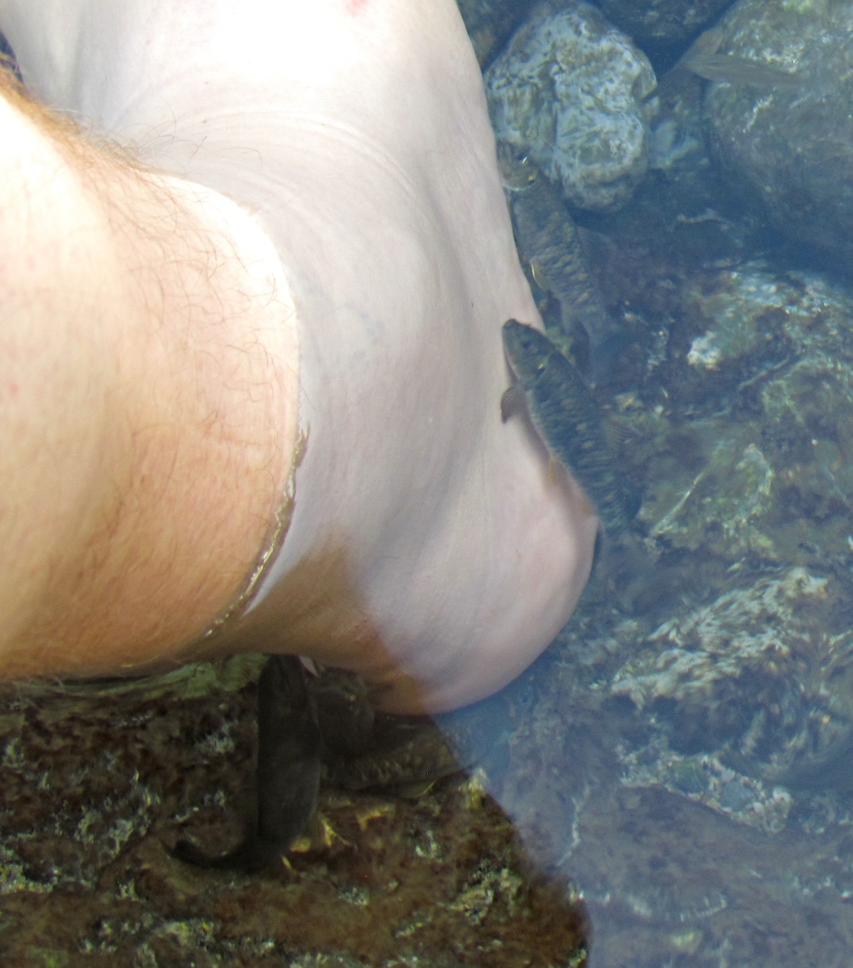Athawarah spring - Fish pedicure