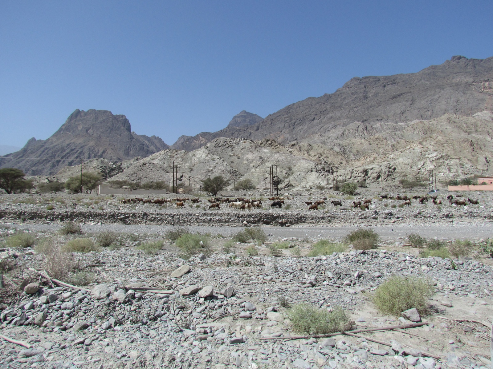 Wadi Bani Awf - Goats