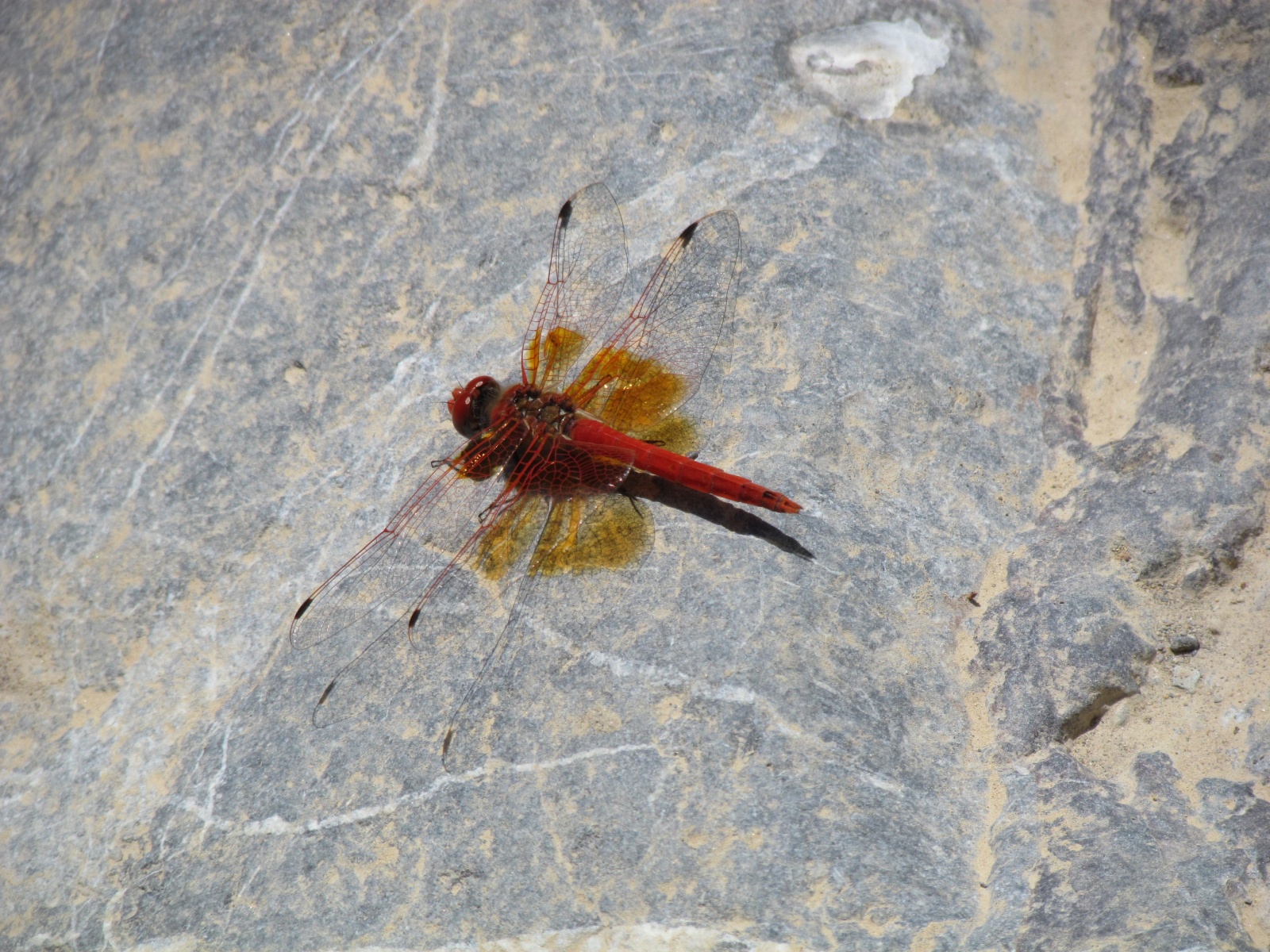 Wadi Bani Awf - Little Snake Valley - Red dragonfly