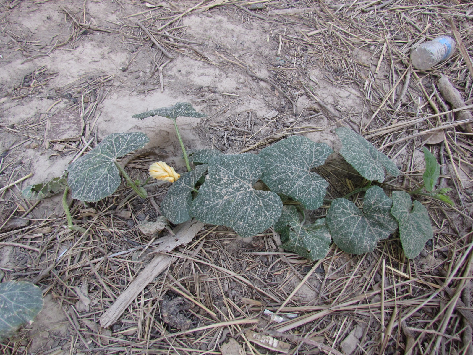 Wadi Bani Awf - Little Snake Valley - Pumpkin