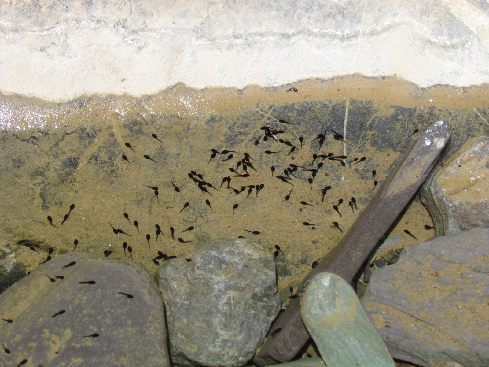 Wadi Bani Awf - Little Snake Valley - Tadpoles