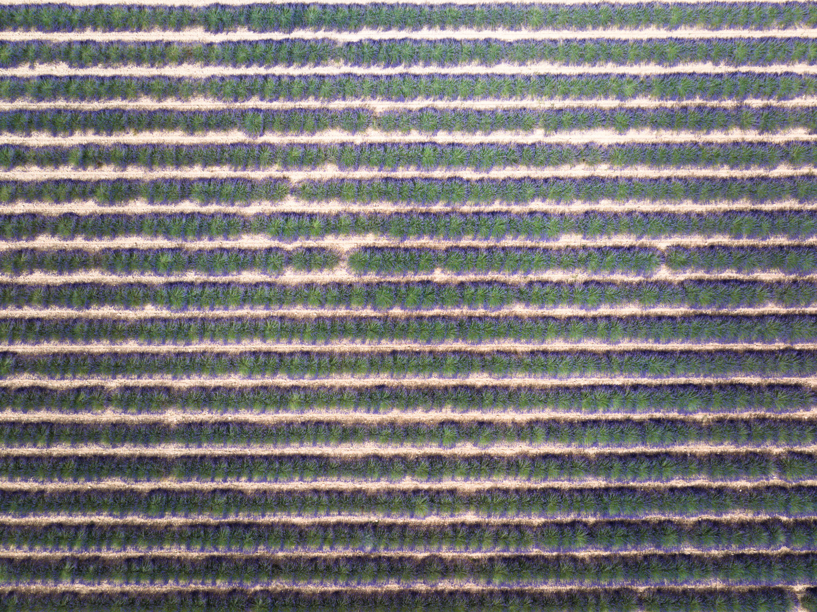 Valensole - Lavender fields