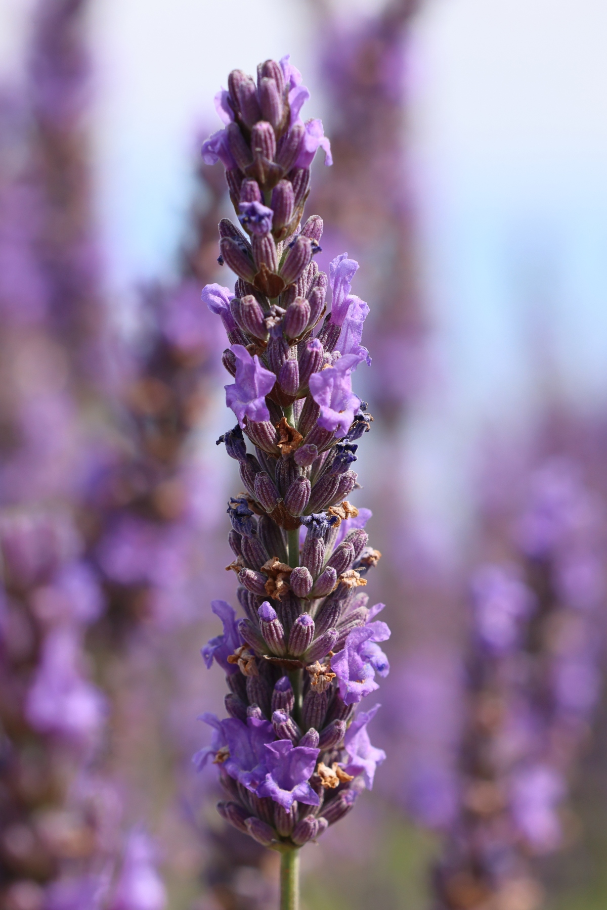 Valensole - Lavender fields - Lavender flower