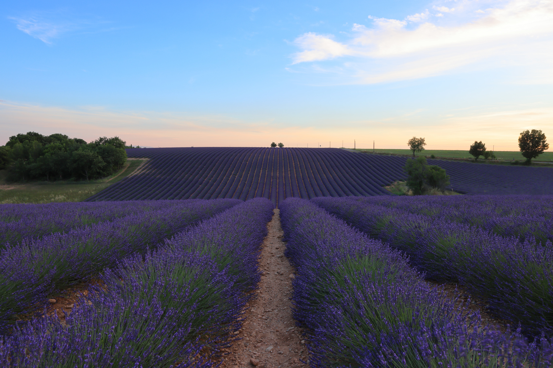 Valensole - Lavender fields