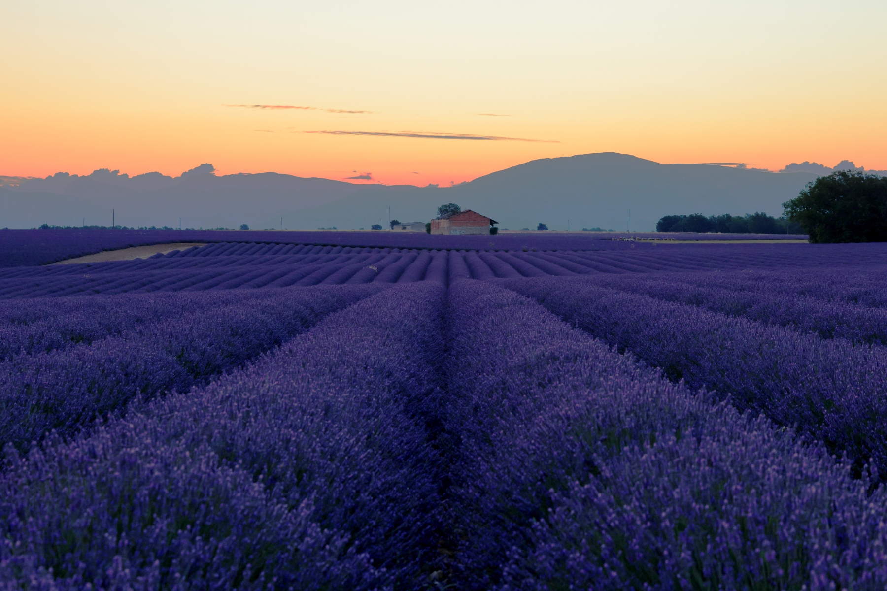 Valensole - Lavender fields - Sunrise