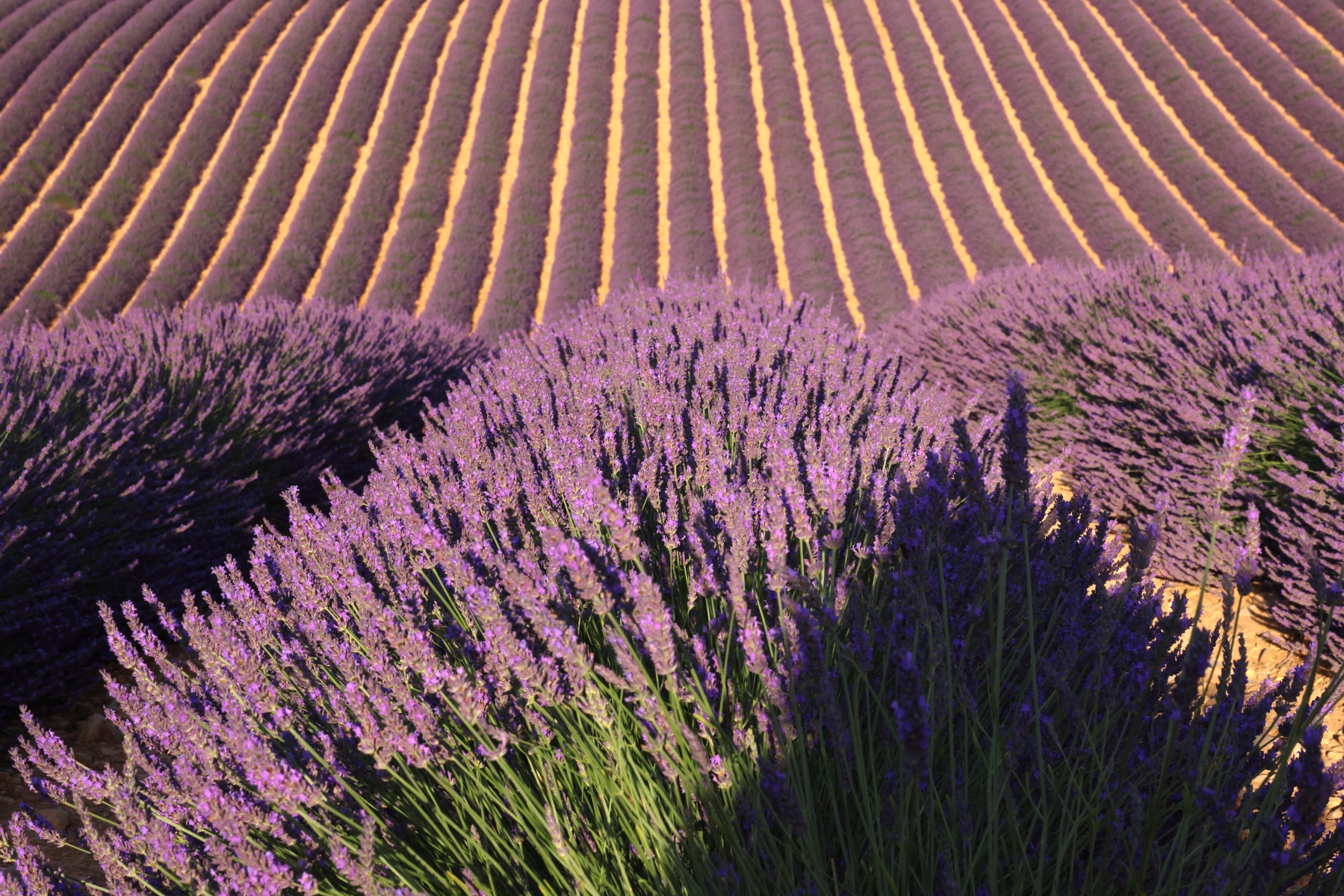 Valensole - Lavender fields