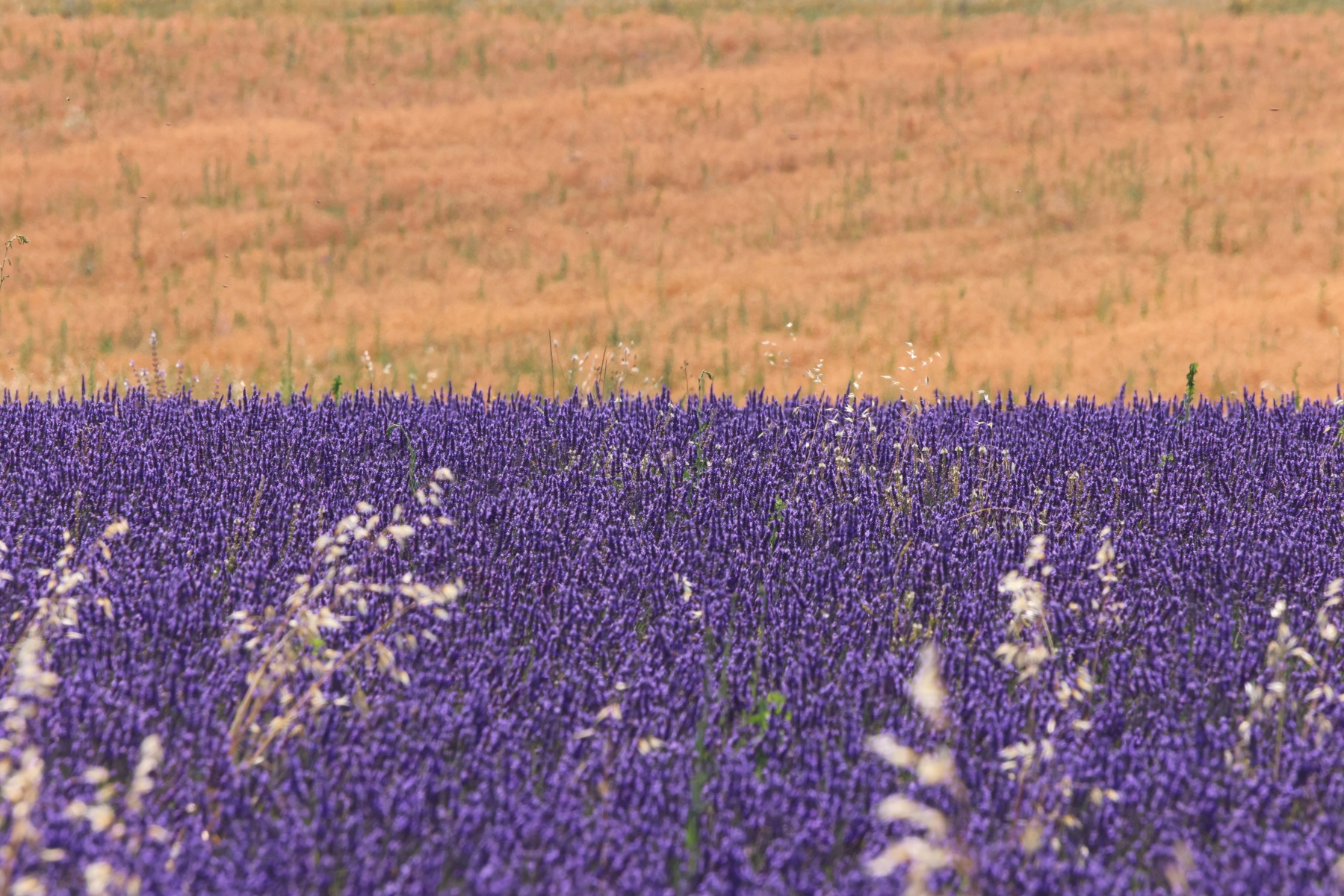 Valensole - Lavender fields
