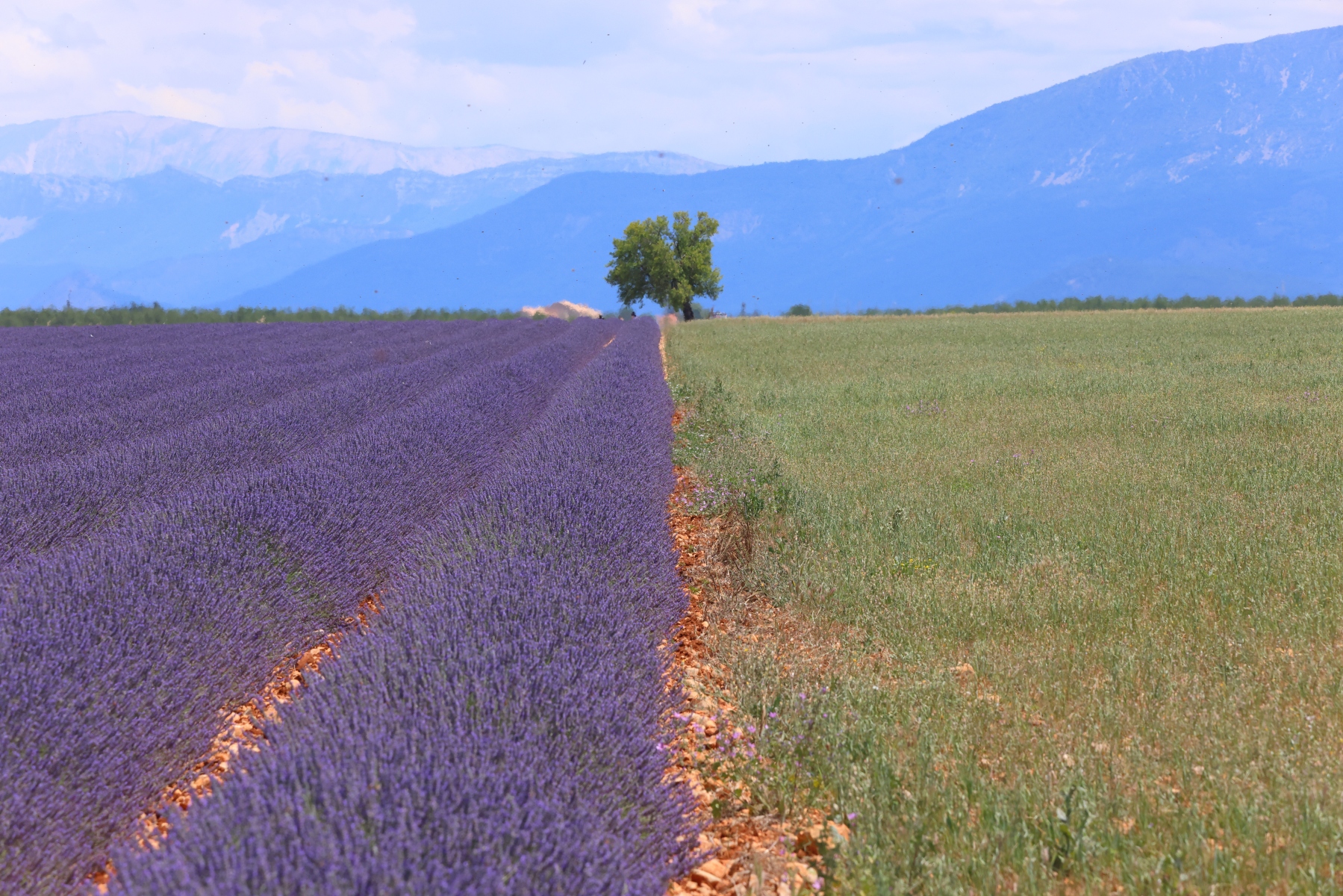 Valensole - Lavender fields