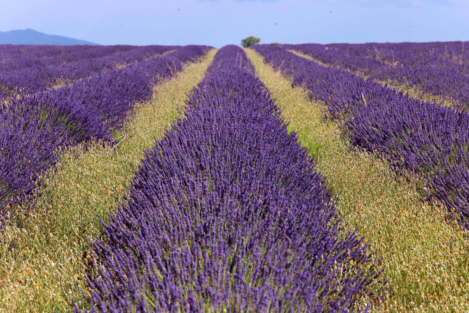 Valensole - Lavender fields