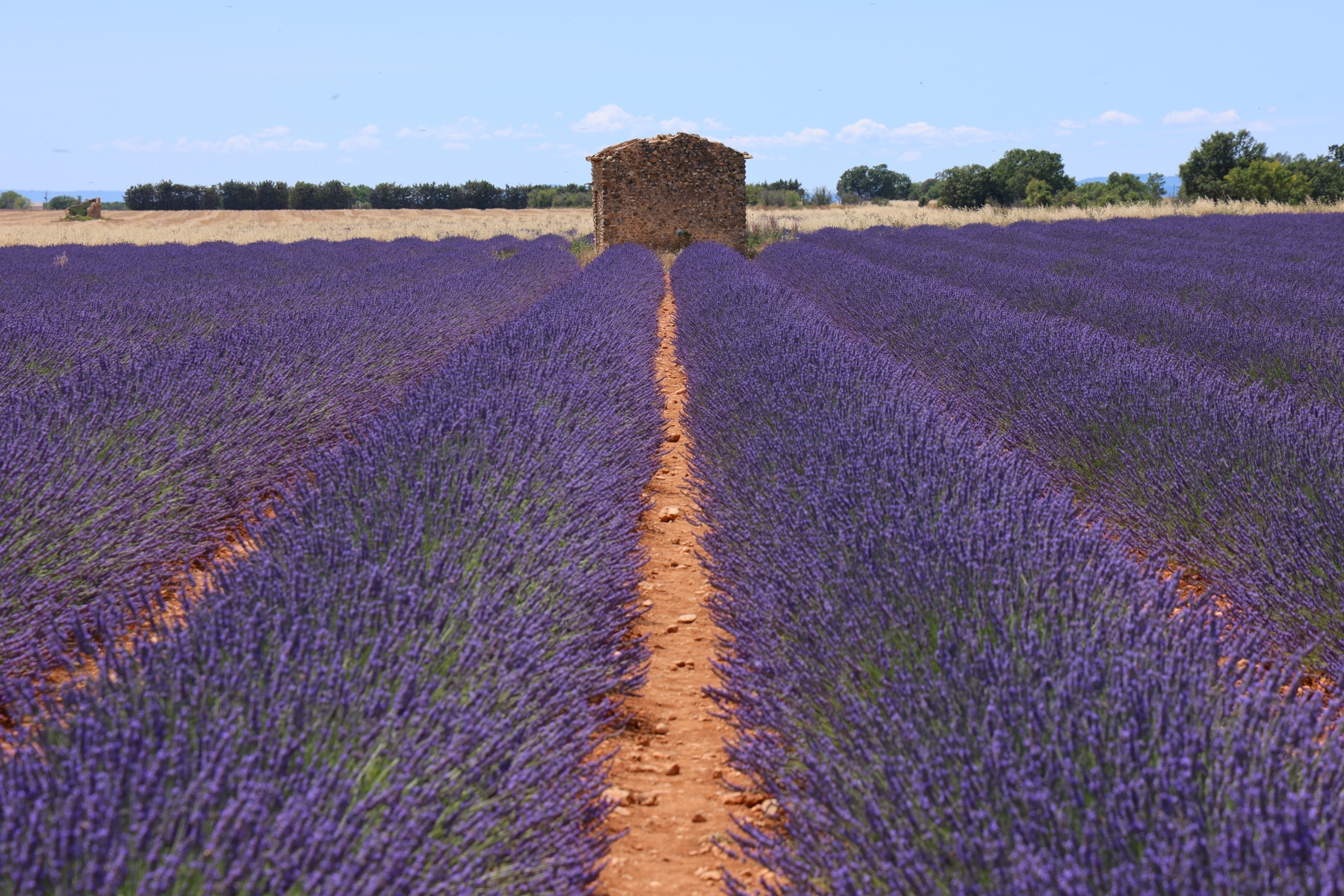 Valensole - Lavender fields