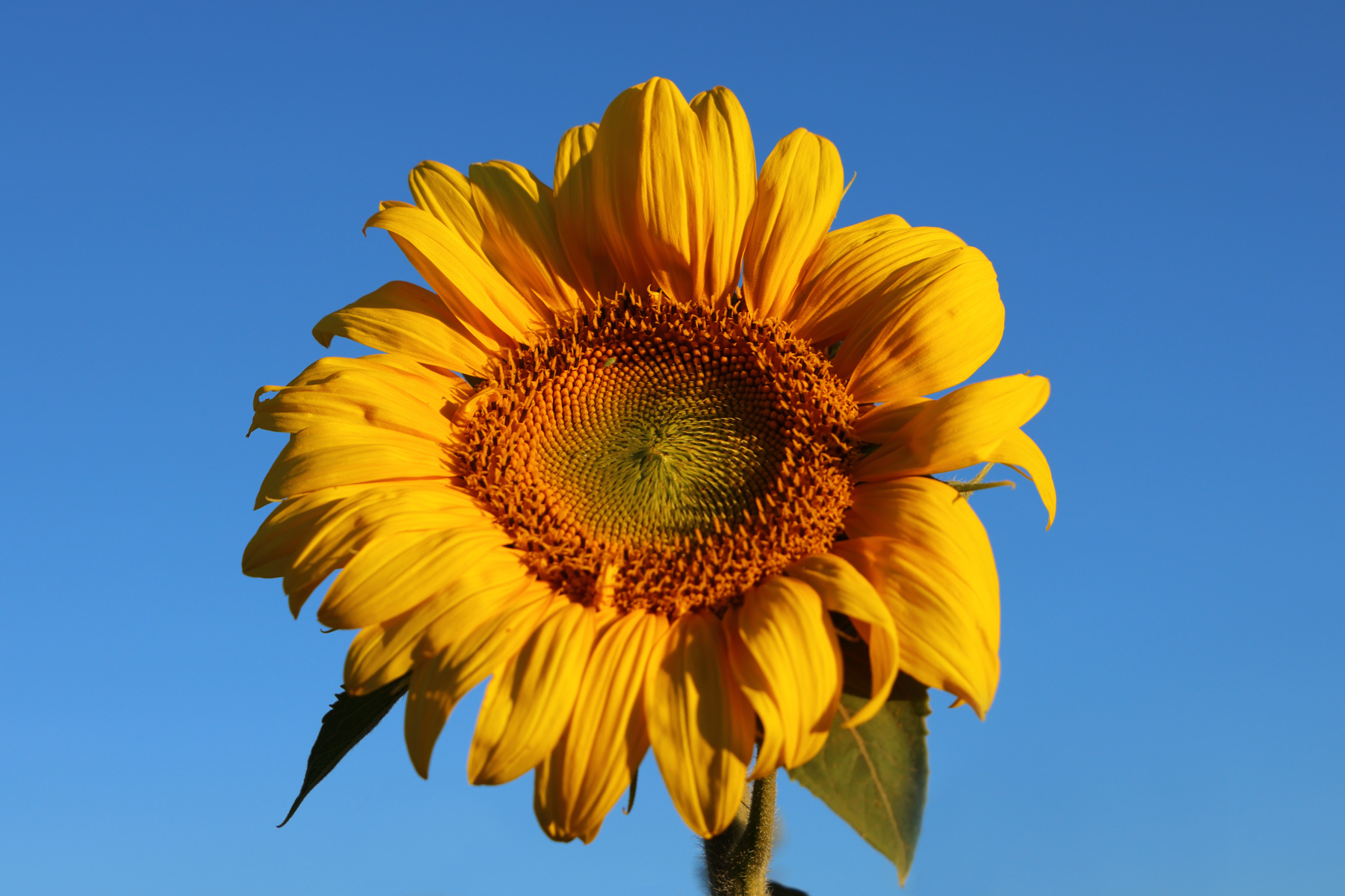Valensole - Sunflower