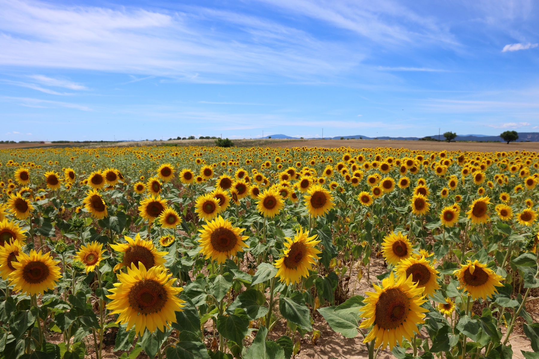 Valensole - Sunflower field