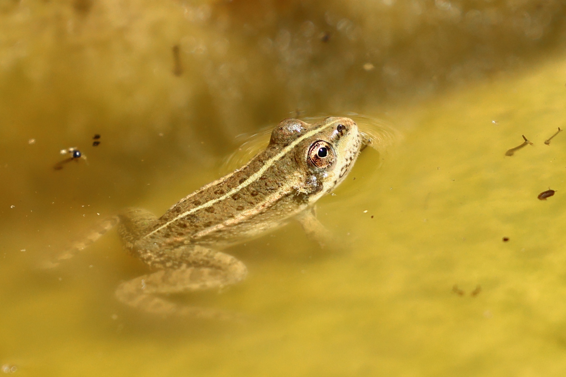 Pont Julien - Marsh frog (Pelophylax ridibundus)