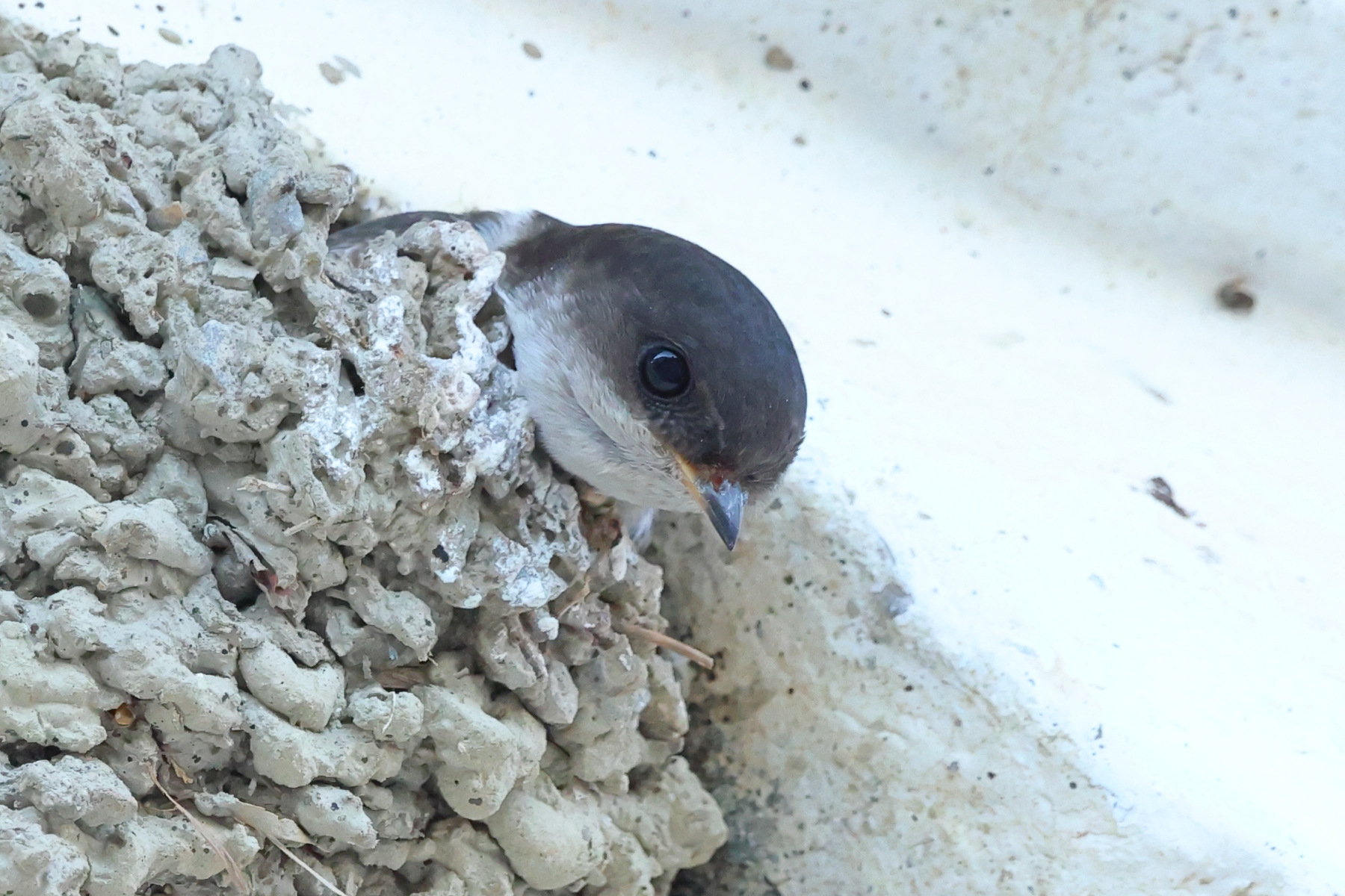 Hotel Mas de Sylvereal - House martin (Delichon urbicum)