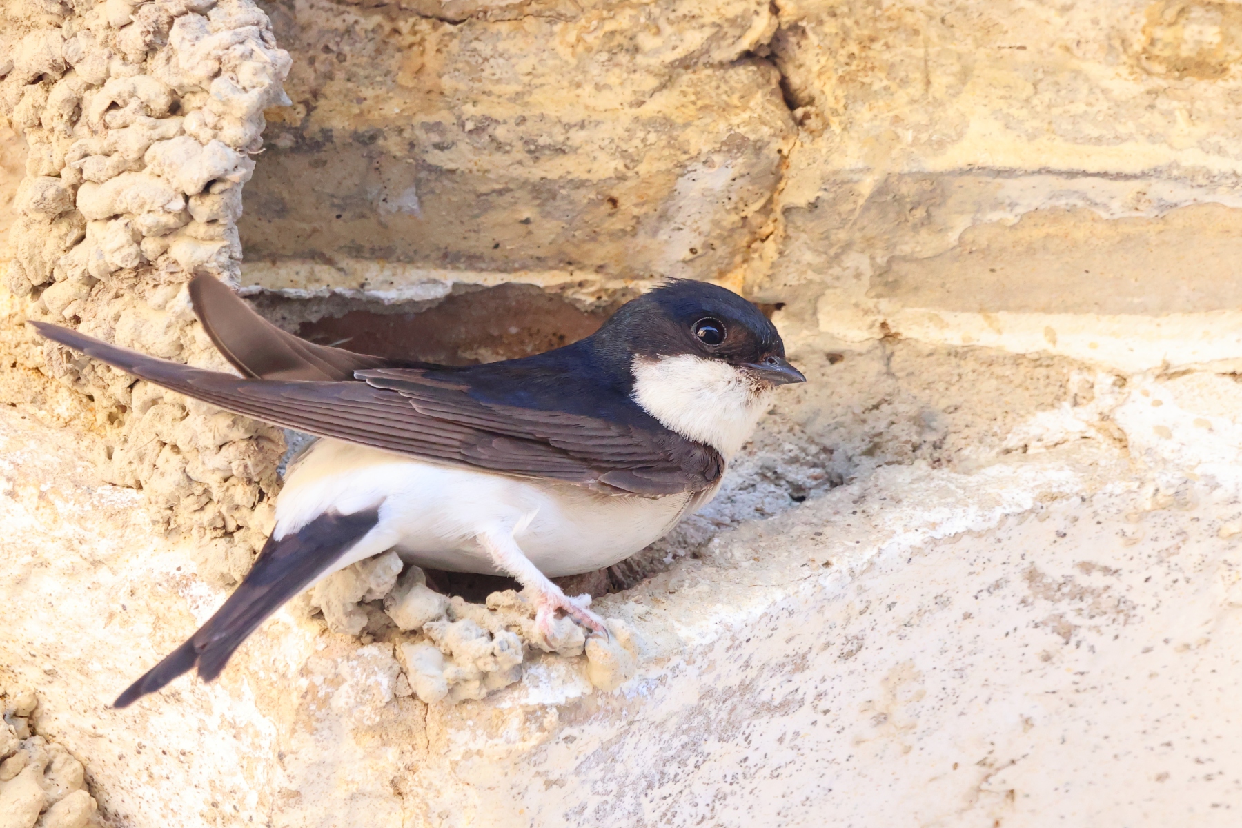 Hotel Mas de Sylvereal - House martin (Delichon urbicum)