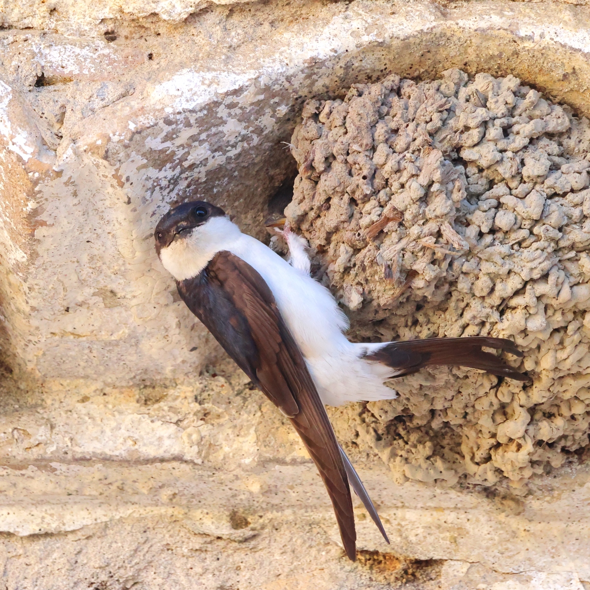 Hotel Mas de Sylvereal - House martin (Delichon urbicum)