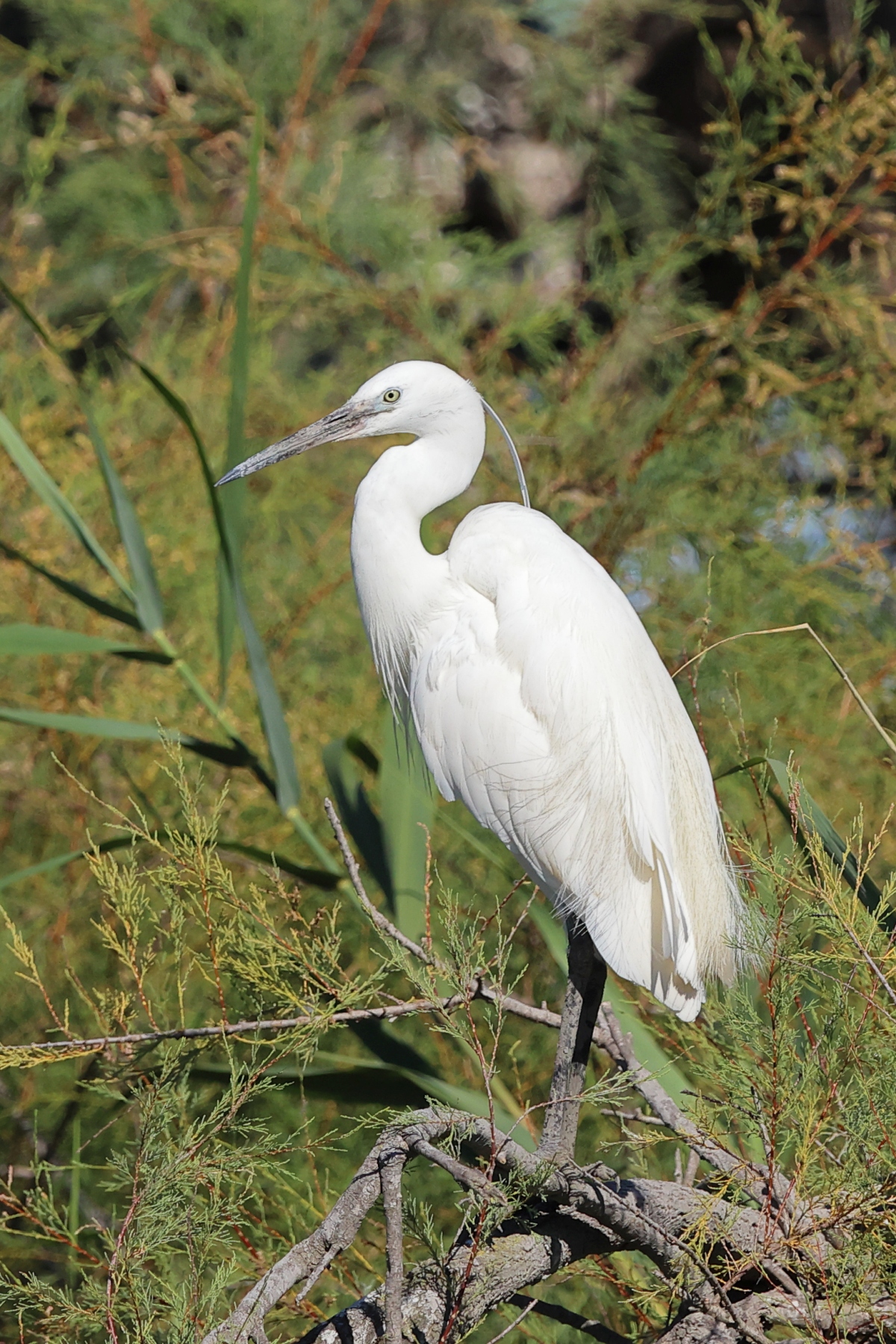 Ornithological Park of Pont de Gau - Little egret