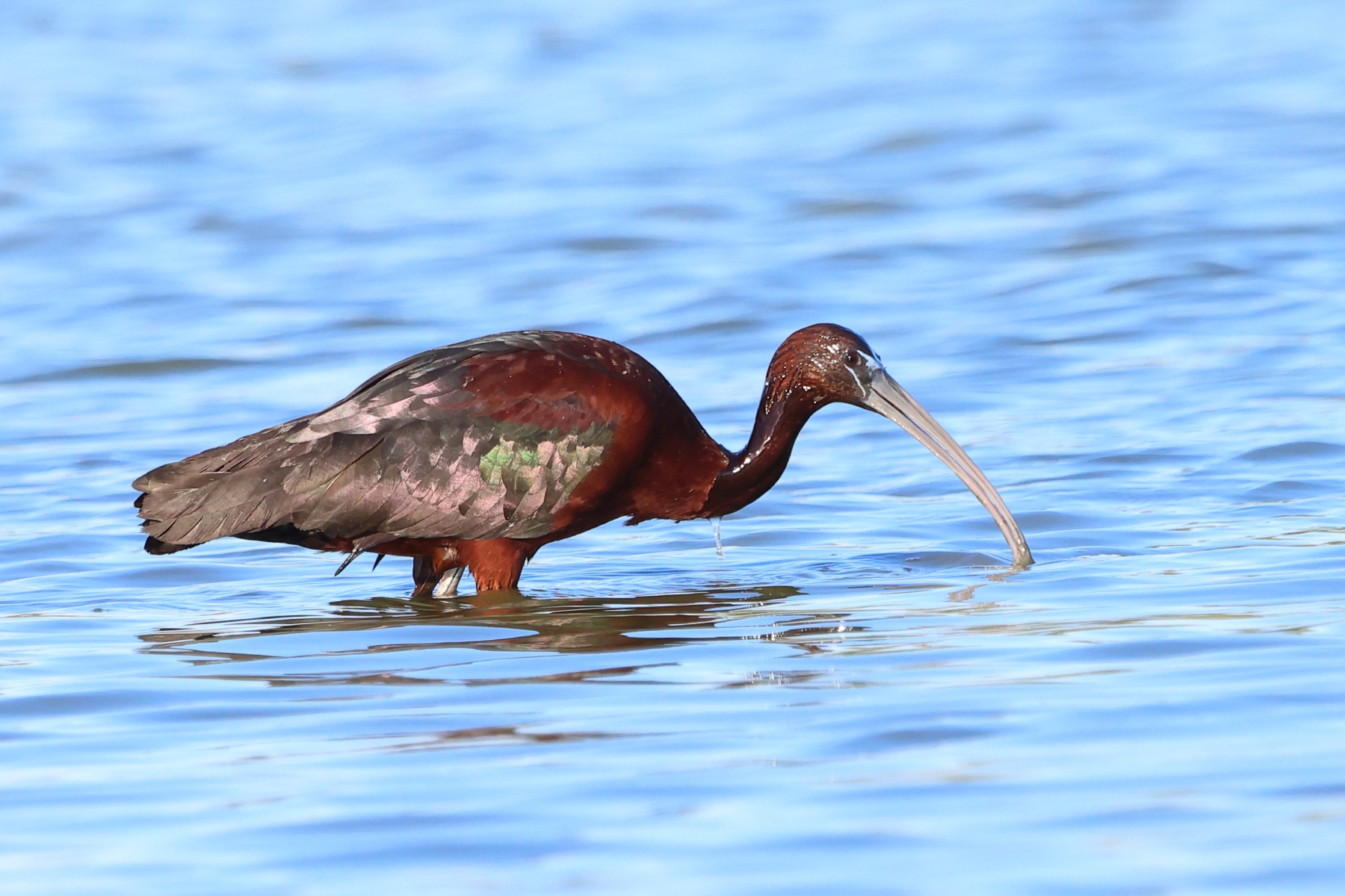 Ornithological Park of Pont de Gau - Glossy ibis (Plegadis falcinellus)
