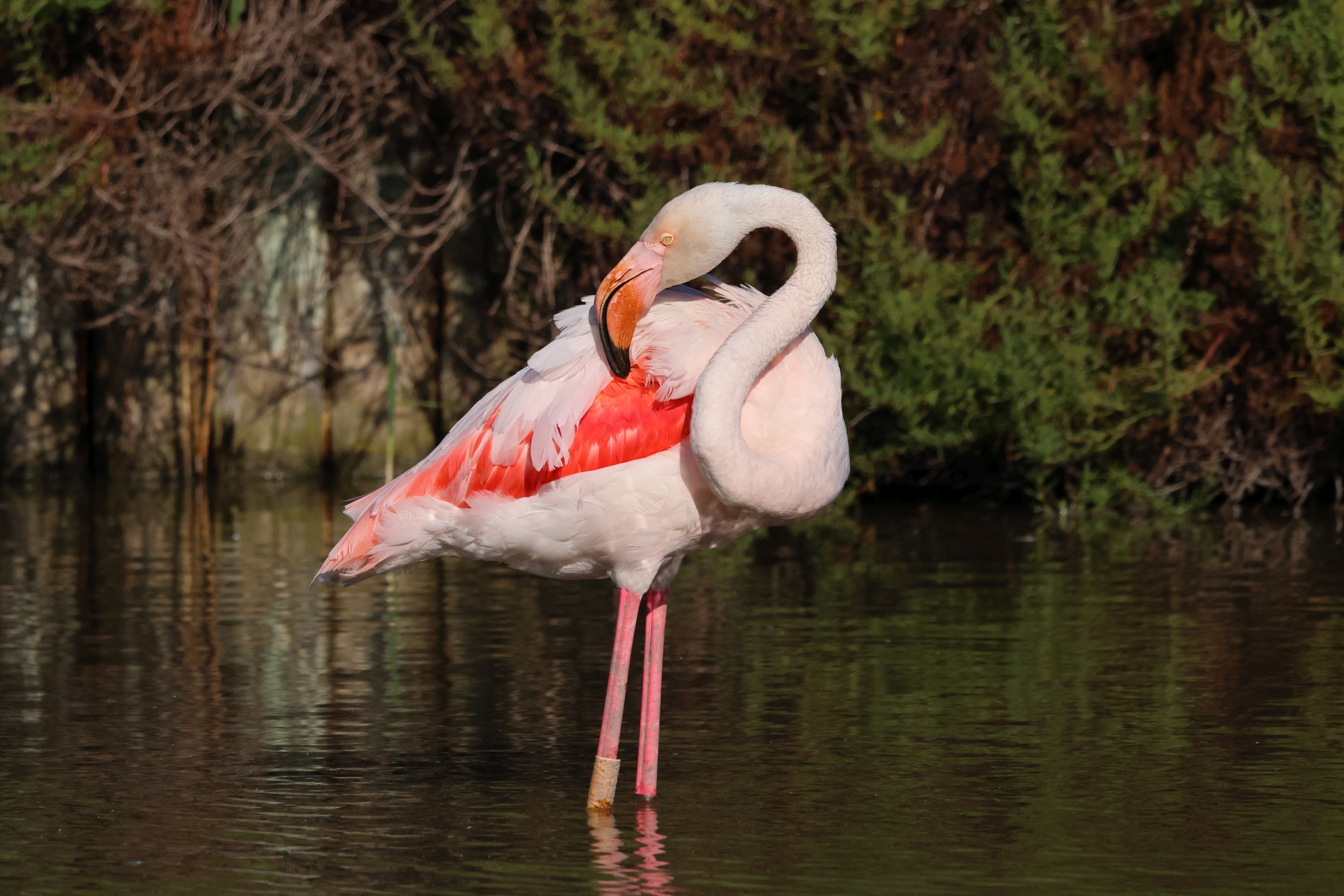 Ornithological Park of Pont de Gau - Flamingo