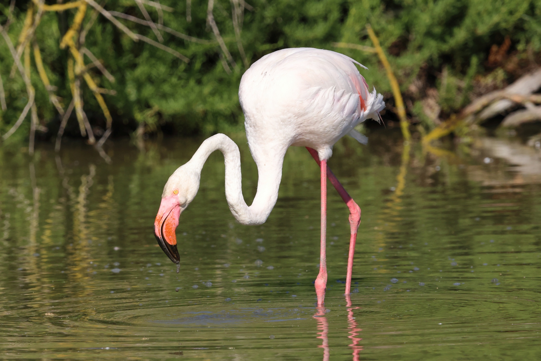 Ornithological Park of Pont de Gau - Flamingo