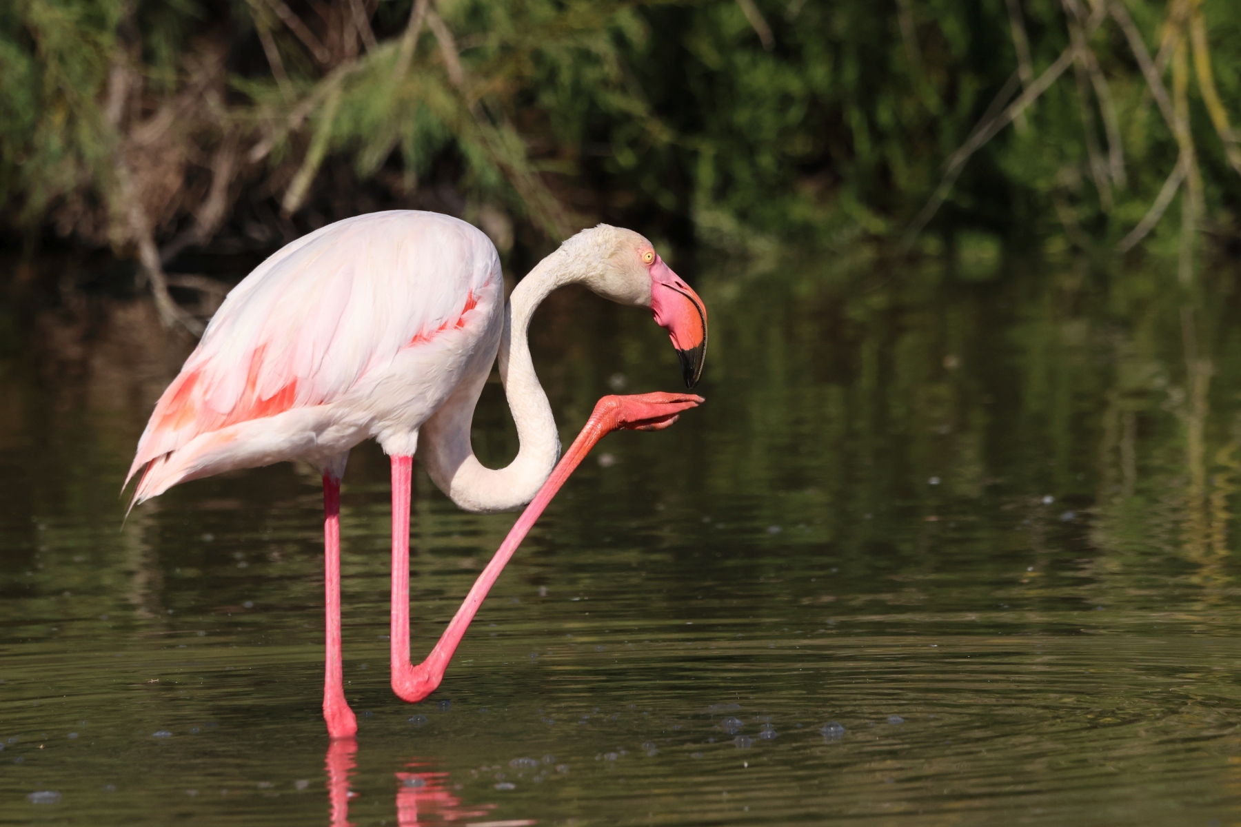 Ornithological Park of Pont de Gau - Flamingo