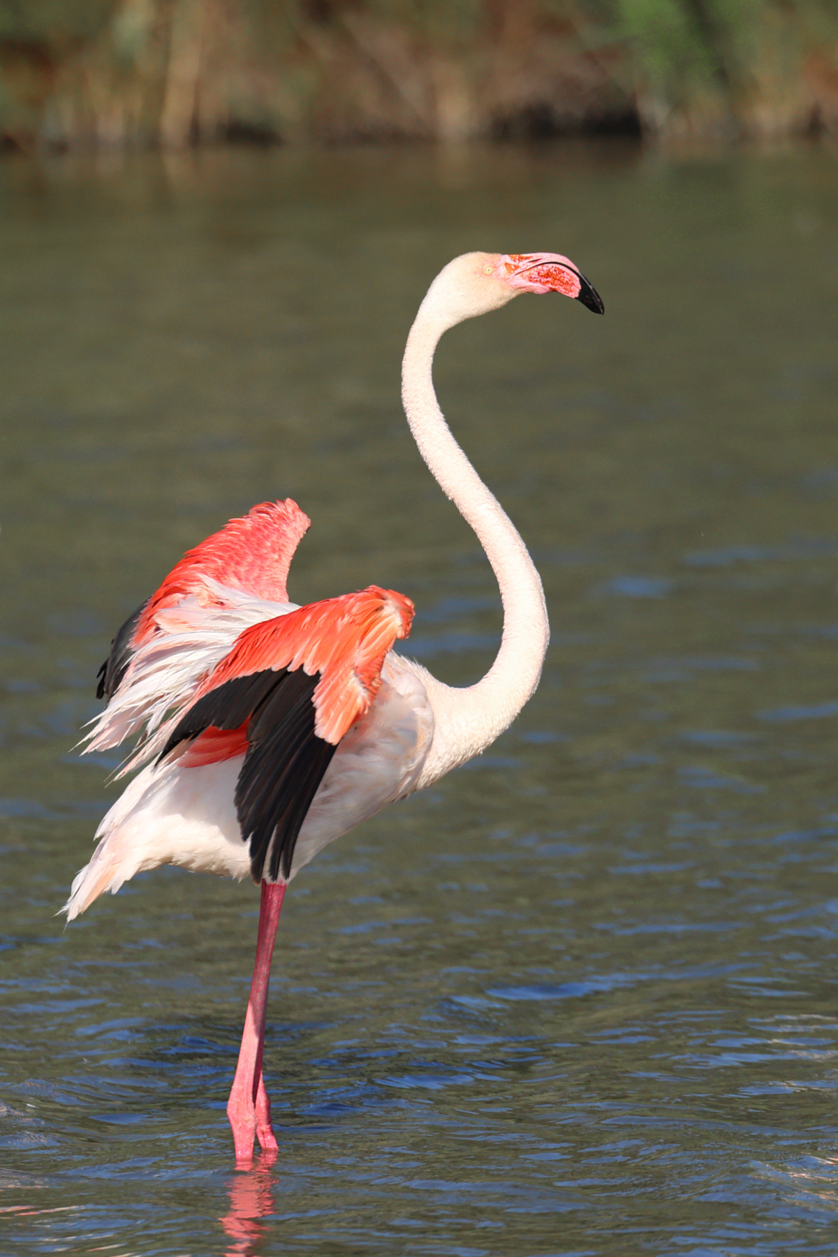 Ornithological Park of Pont de Gau - Flamingo