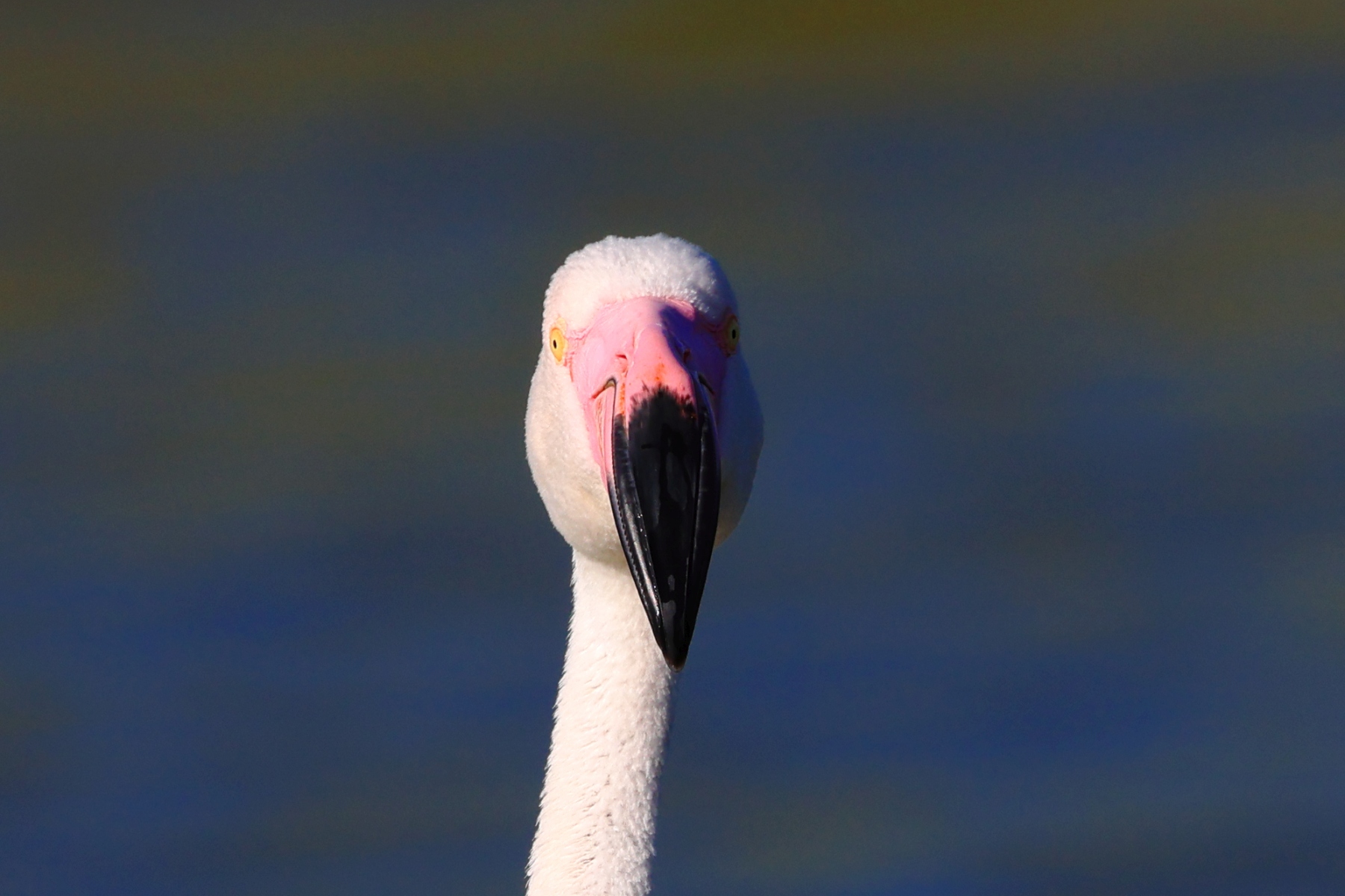 Ornithological Park of Pont de Gau - Flamingo - Head