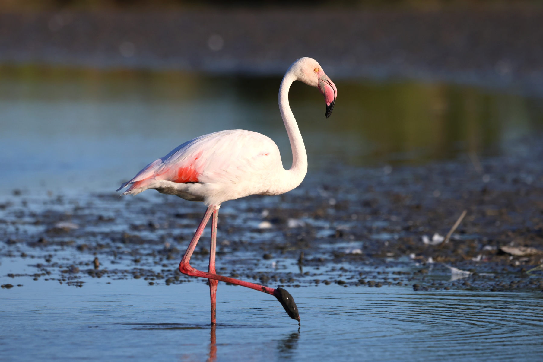 Ornithological Park of Pont de Gau - Flamingo