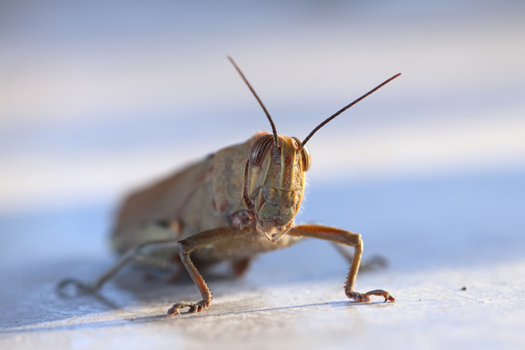 Ornithological Park of Pont de Gau - Grasshopper