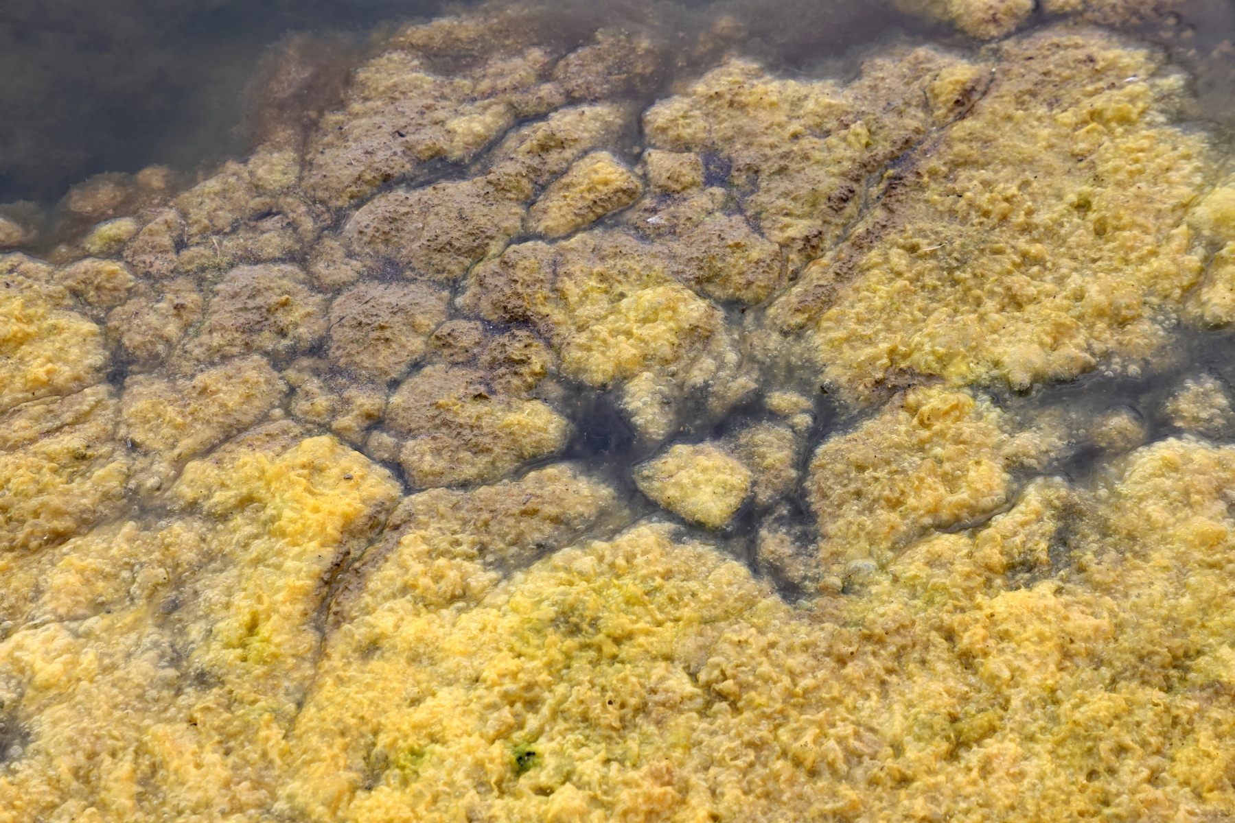 Plage de la Courbe - Algae