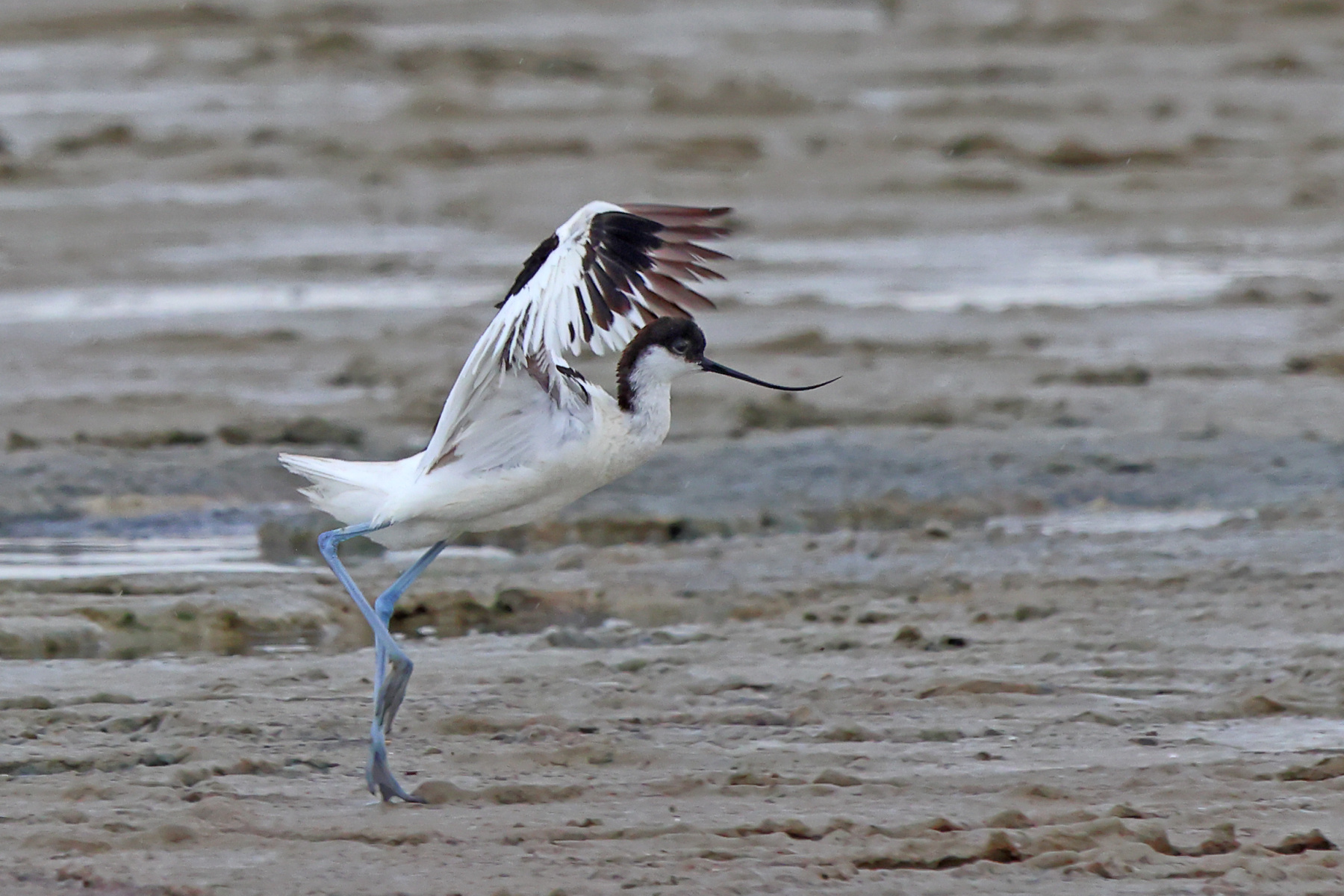 Plage de la Courbe - Pied avocet (Recurvirostra avosetta)