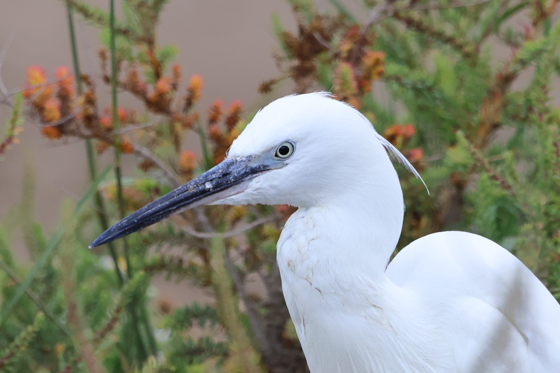 Saintes-Maries-de-la-Mer - Little egret