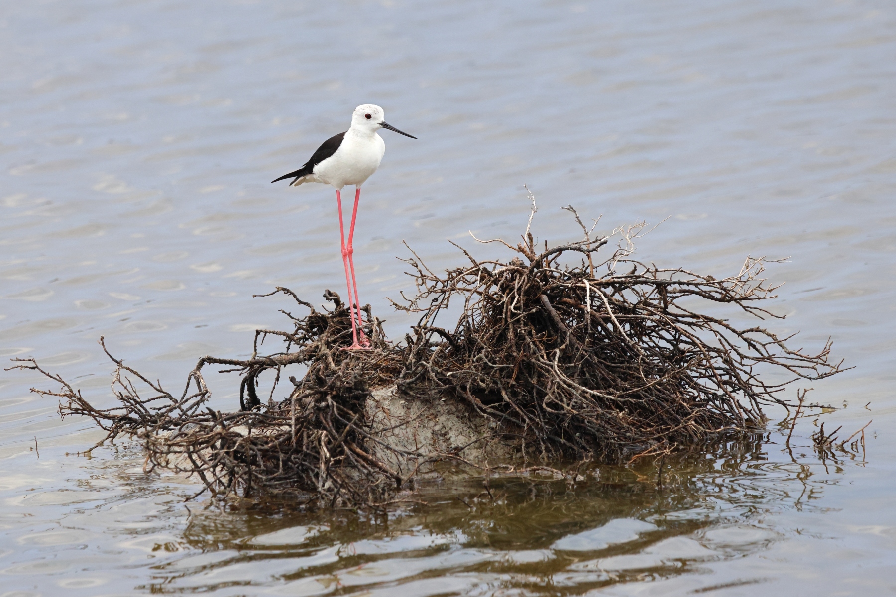 Saintes-Maries-de-la-Mer - Black-winged stilt (Himantopus himantopus)