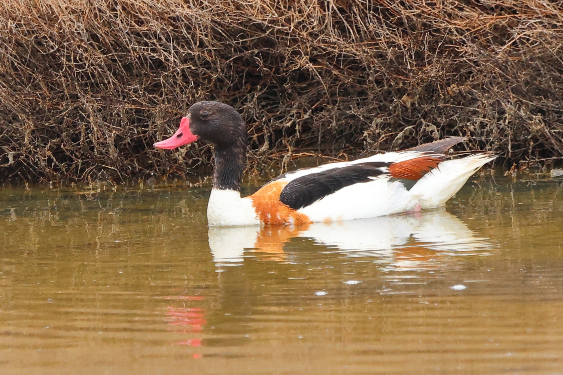 Saintes-Maries-de-la-Mer - Common shelduck (Tadorna tadorna)