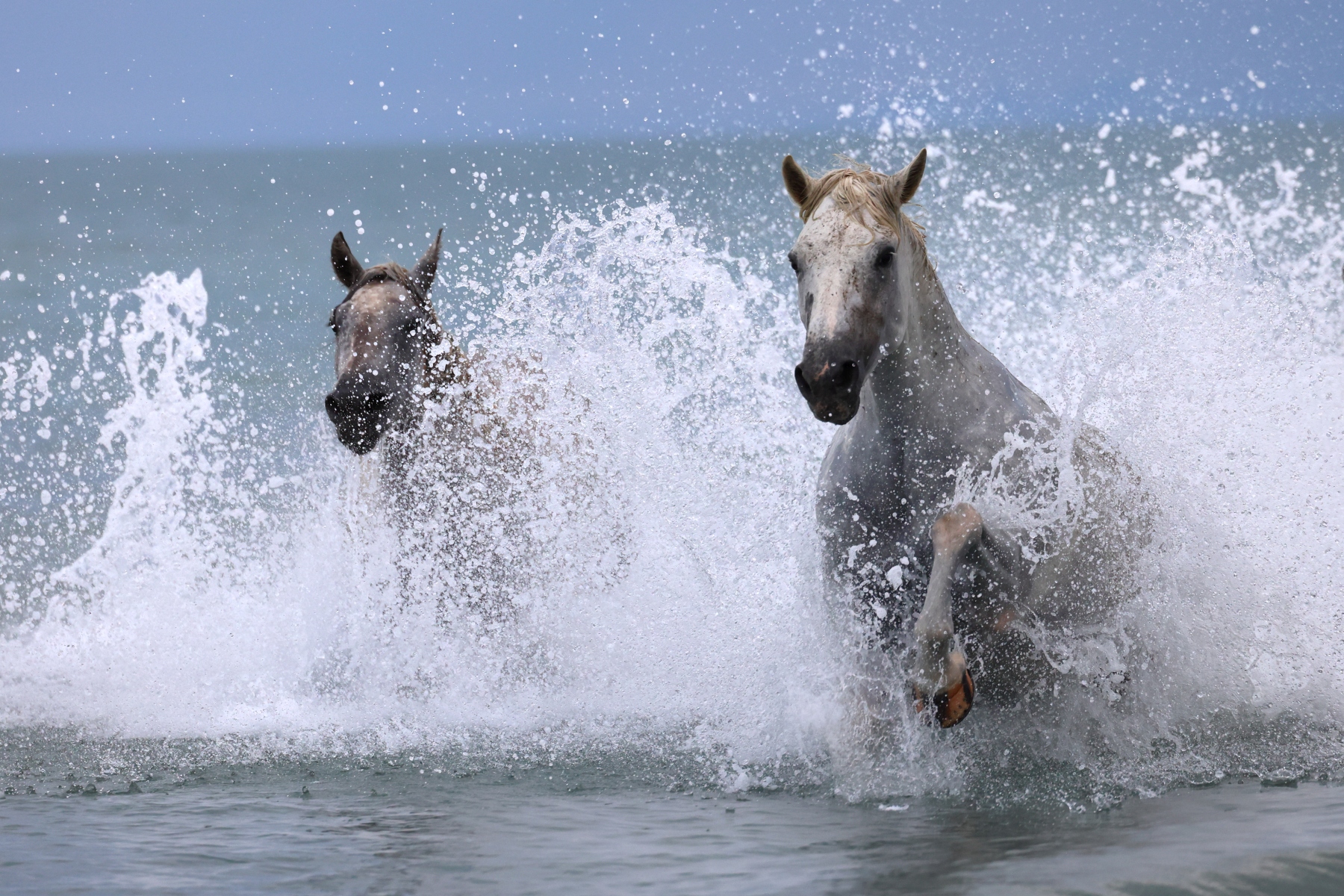 Saintes-Maries-de-la-Mer - Camargue horses