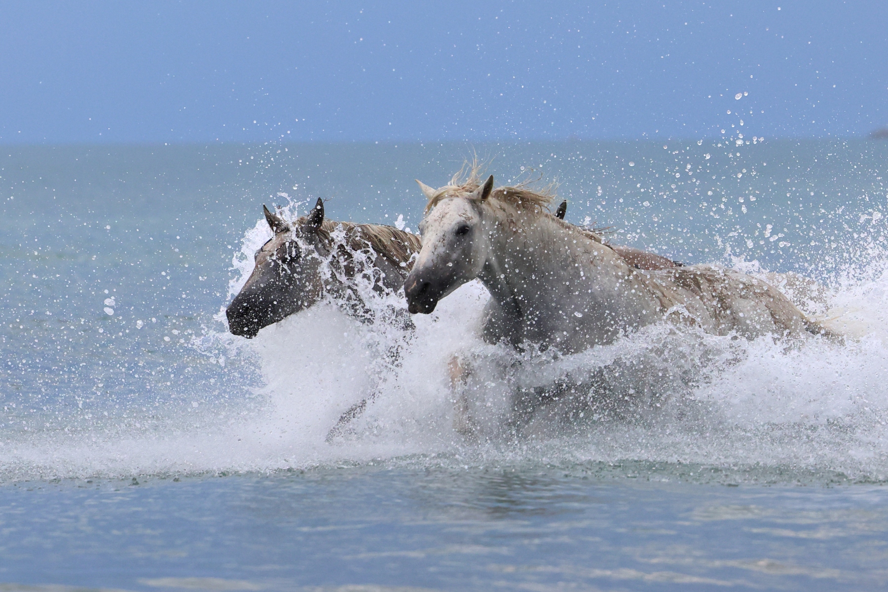 Saintes-Maries-de-la-Mer - Camargue horses
