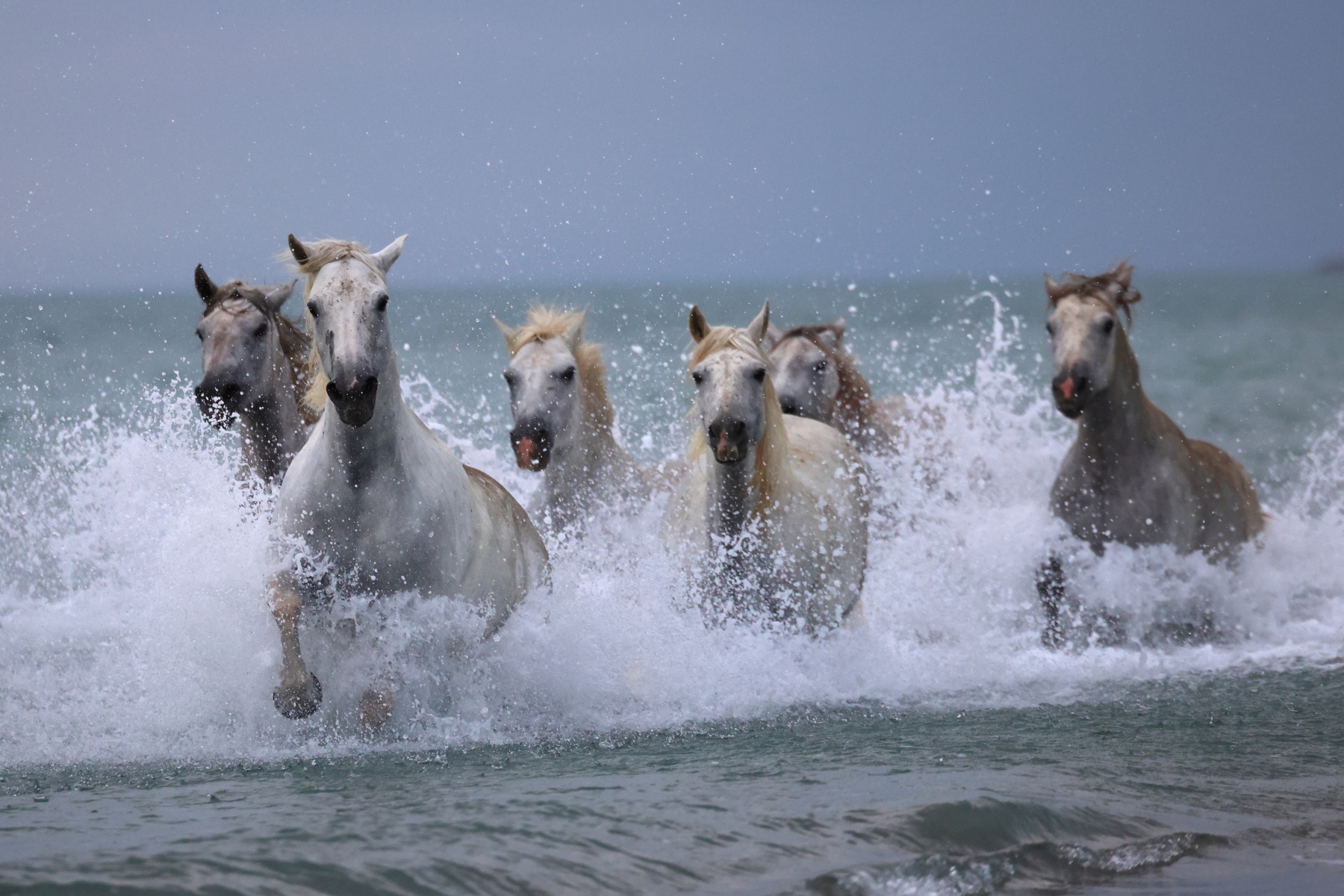Saintes-Maries-de-la-Mer - Camargue horses