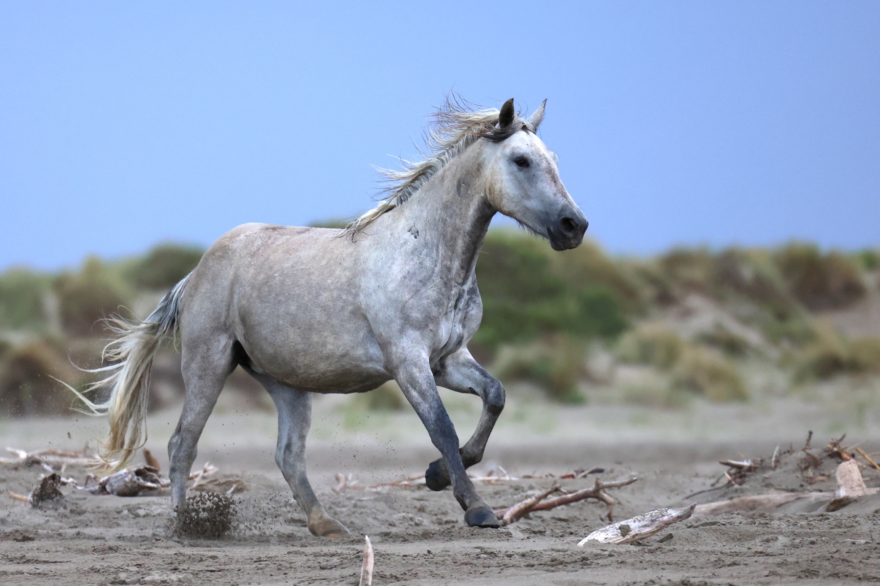 Saintes-Maries-de-la-Mer - Camargue horse