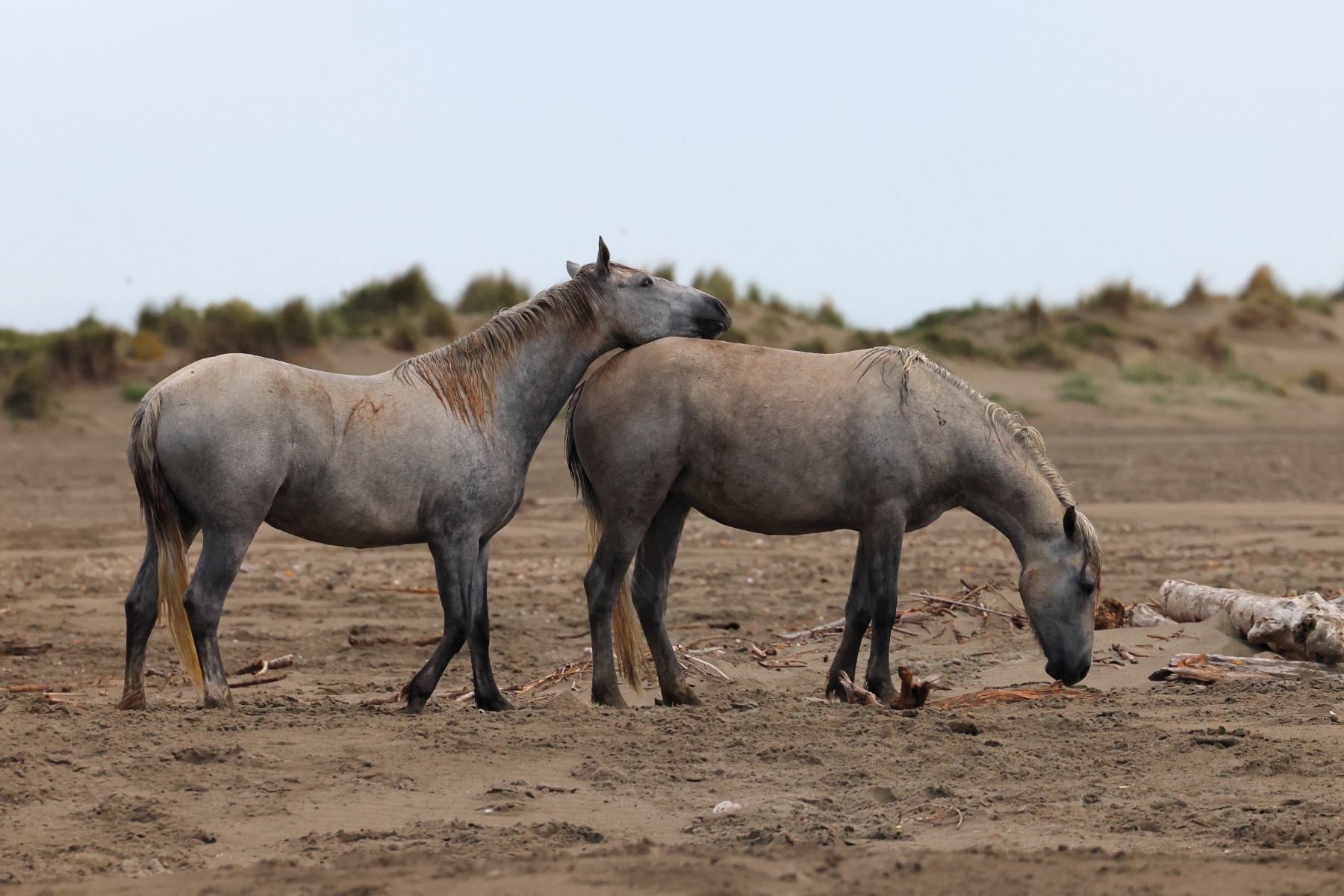 Saintes-Maries-de-la-Mer - Camargue horses