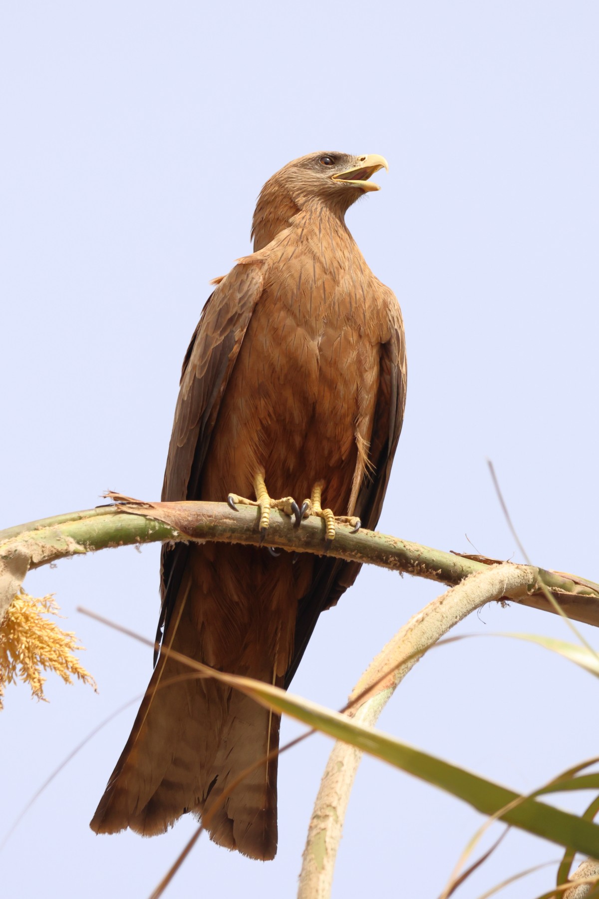 Gorée - Yellow-billed kite (Milvus aegyptius)
