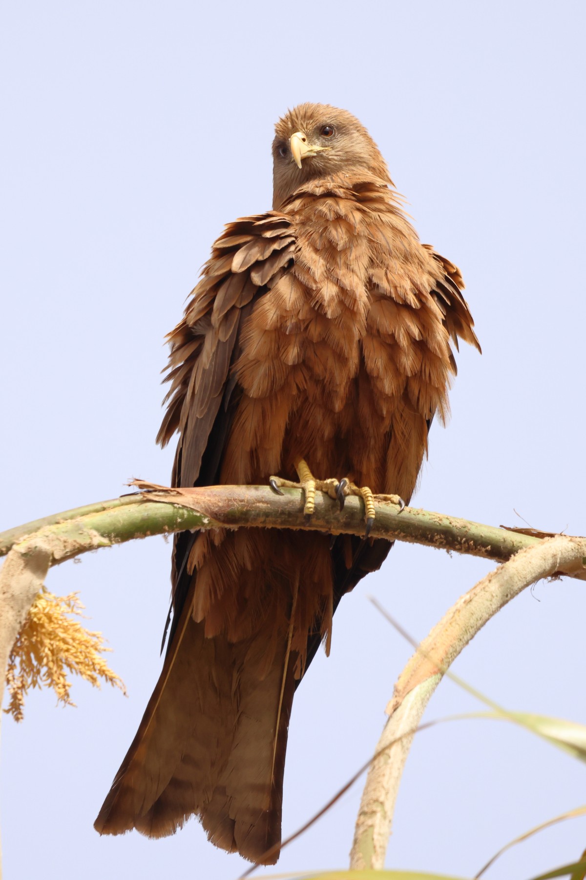 Gorée - Yellow-billed kite (Milvus aegyptius)