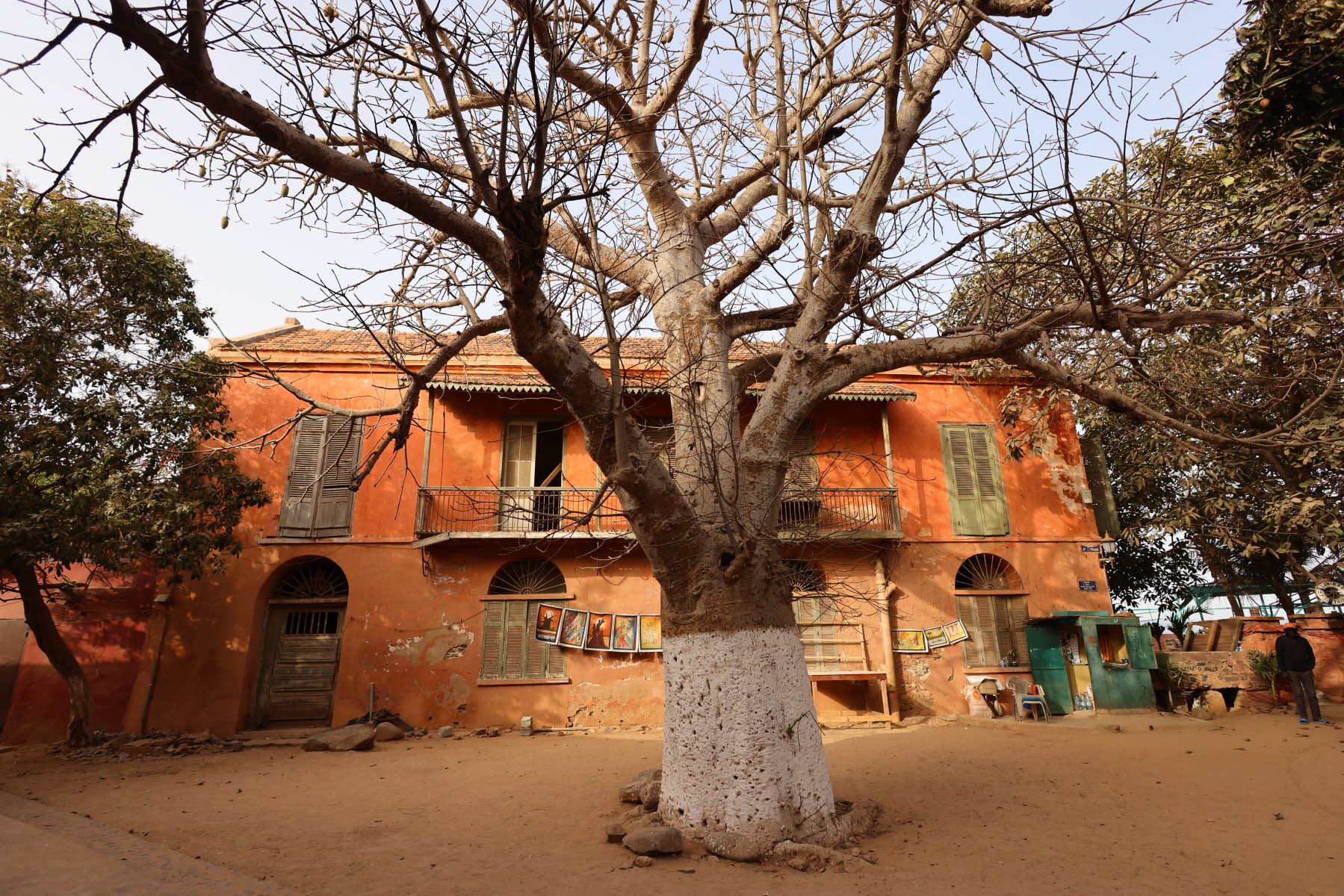 Gorée - Baobab