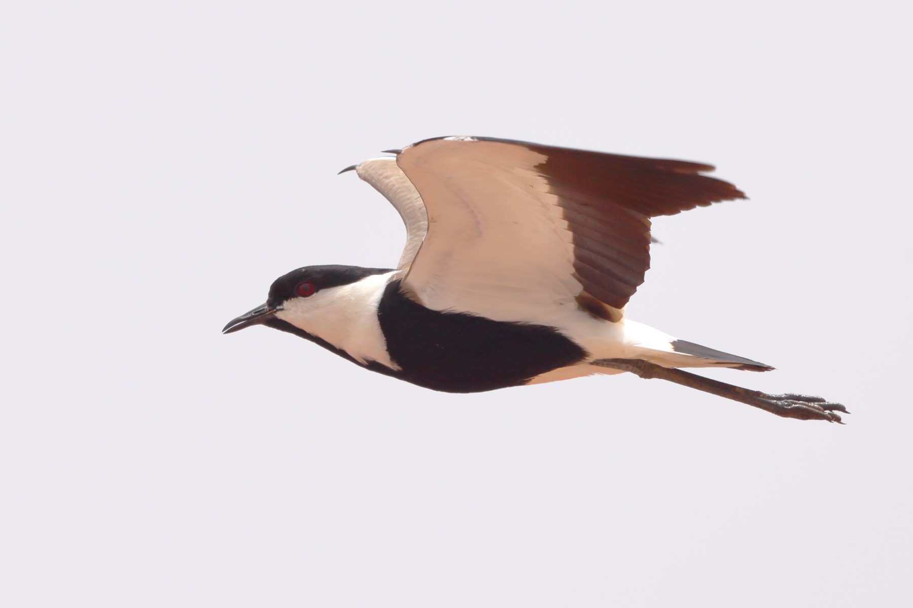 Lac Rose - Spur-winged lapwing (Vanellus spinosus)