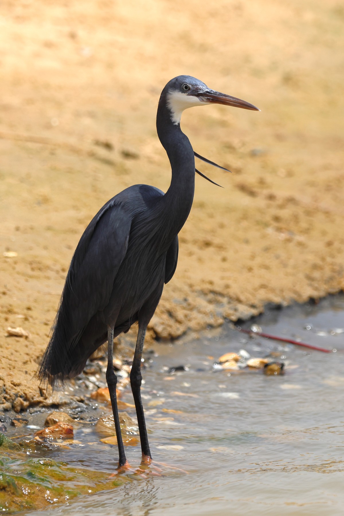 Saint Louis - Western reef heron (Egretta gularis)