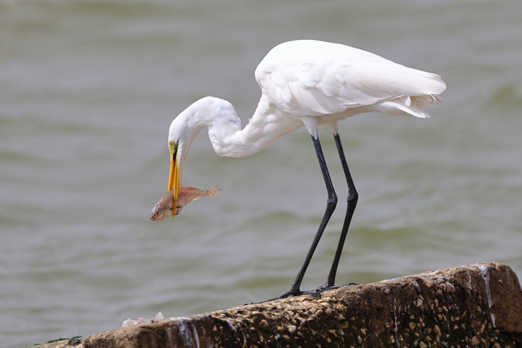 Saint Louis - Eastern great egret (Ardea alba modesta)