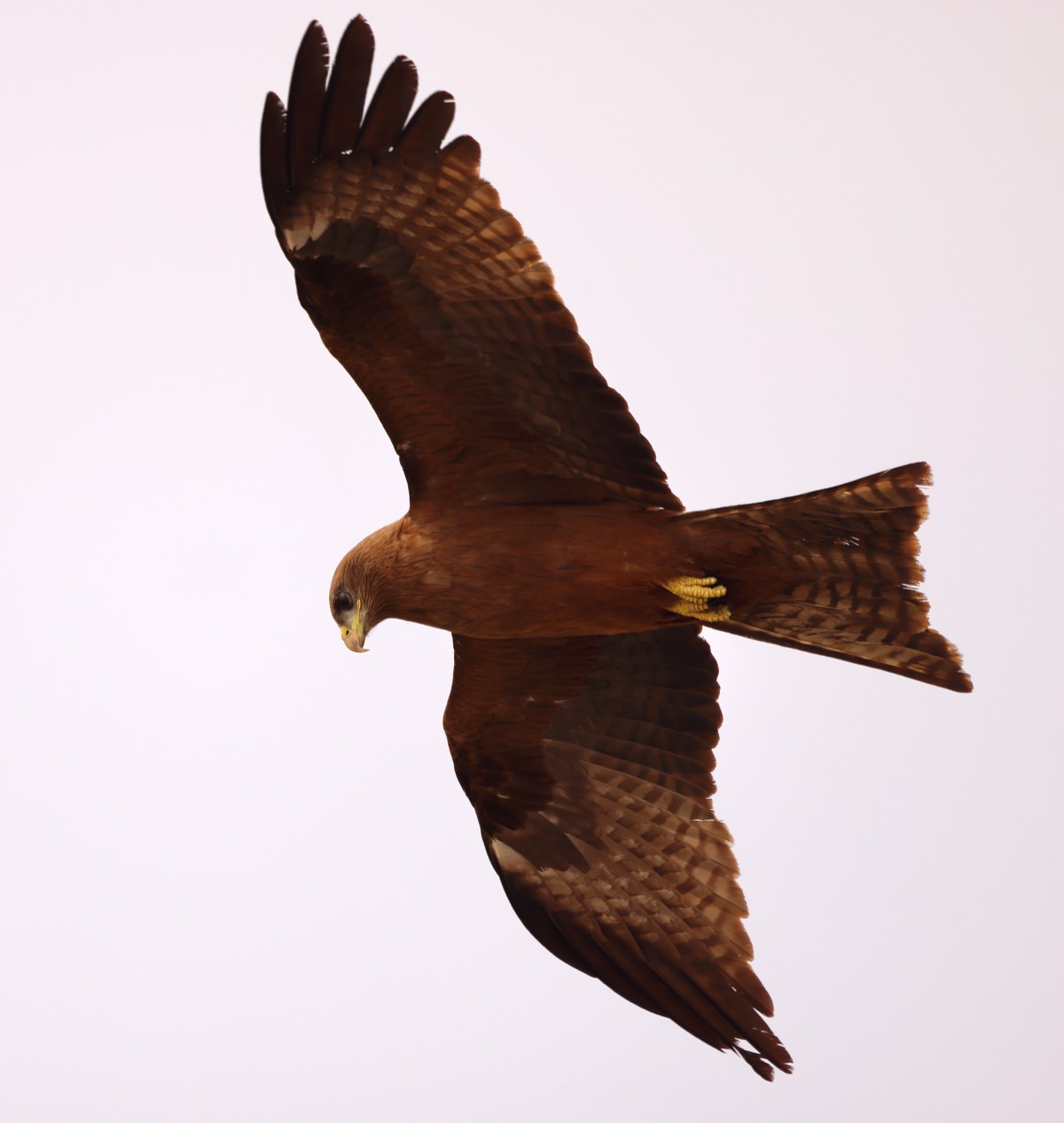 Saint Louis - Yellow-billed kite (Milvus aegyptius)