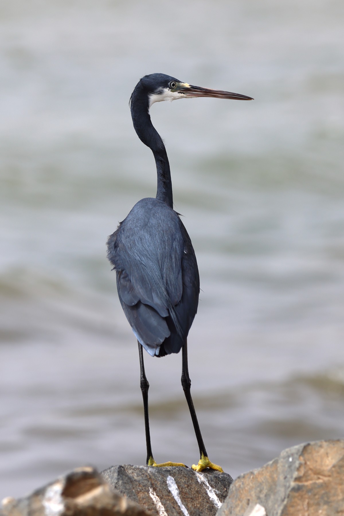 Saint Louis - Western reef heron (Egretta gularis)